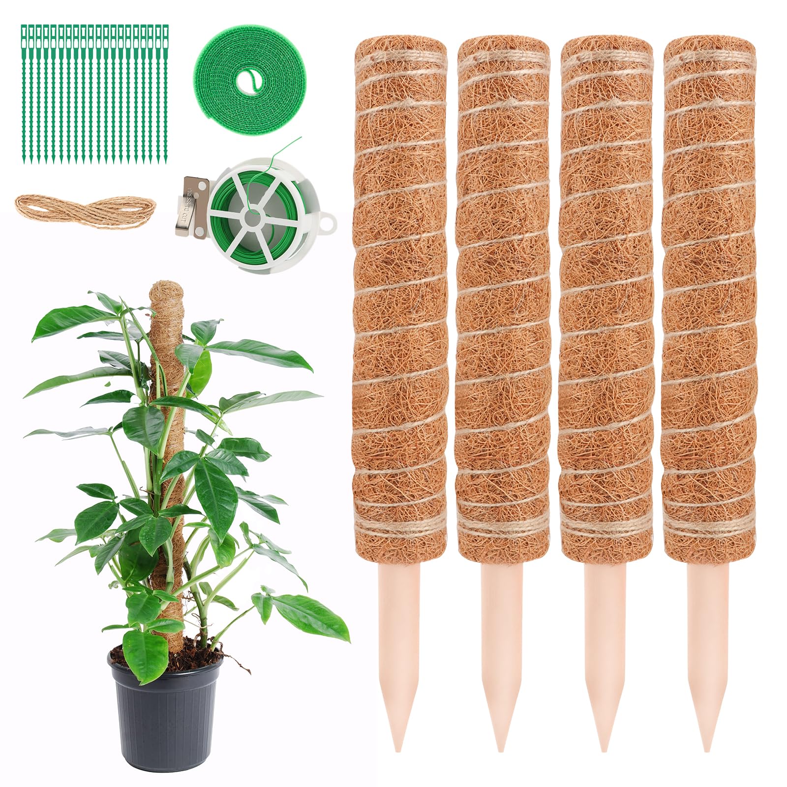 philodendron luftreiniger Philodendron Collection – 4 Exclusive Varieties in 2-Inch Pots main image 0