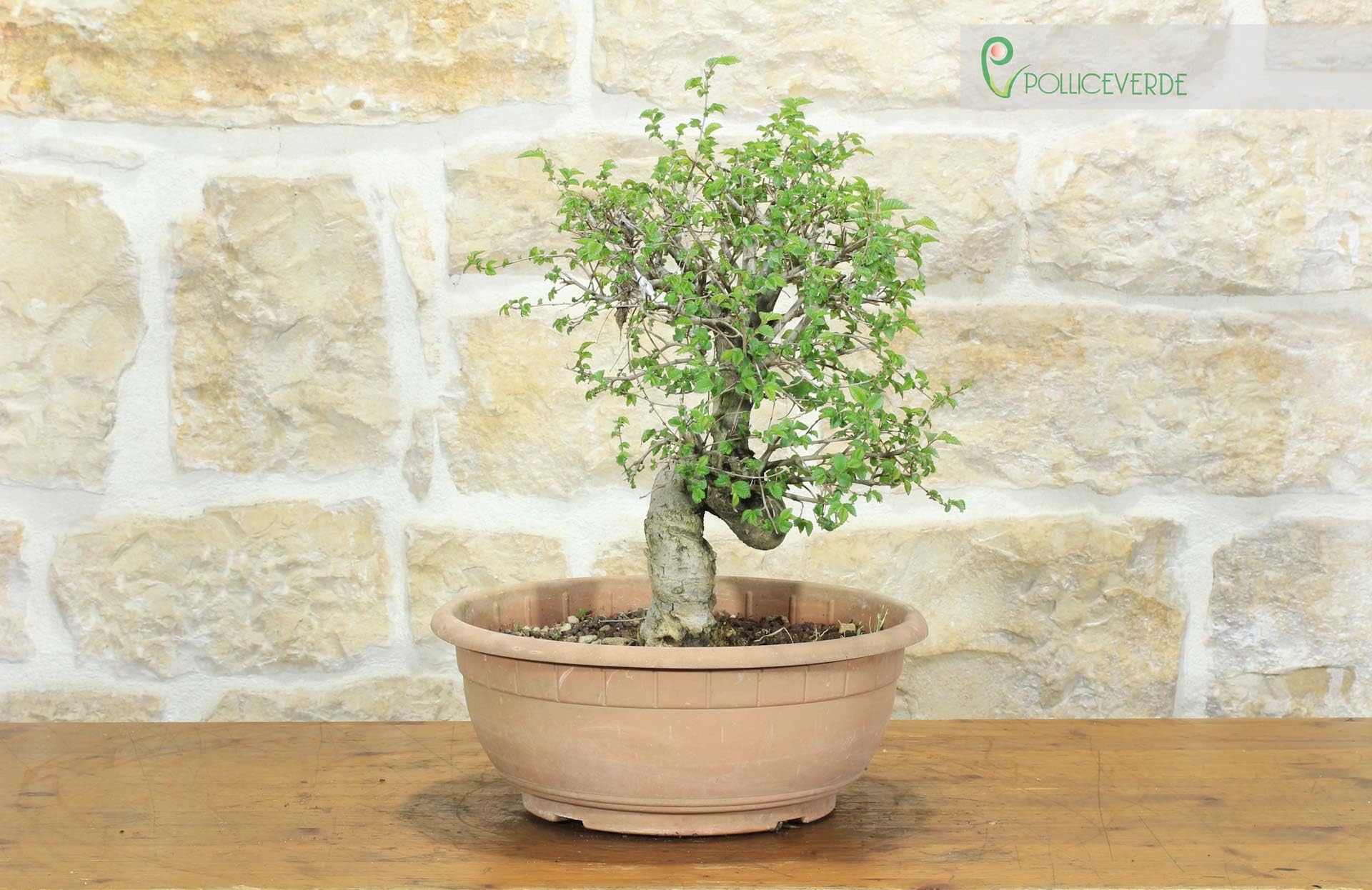Pre bonsai di Olmo Campestre (2)