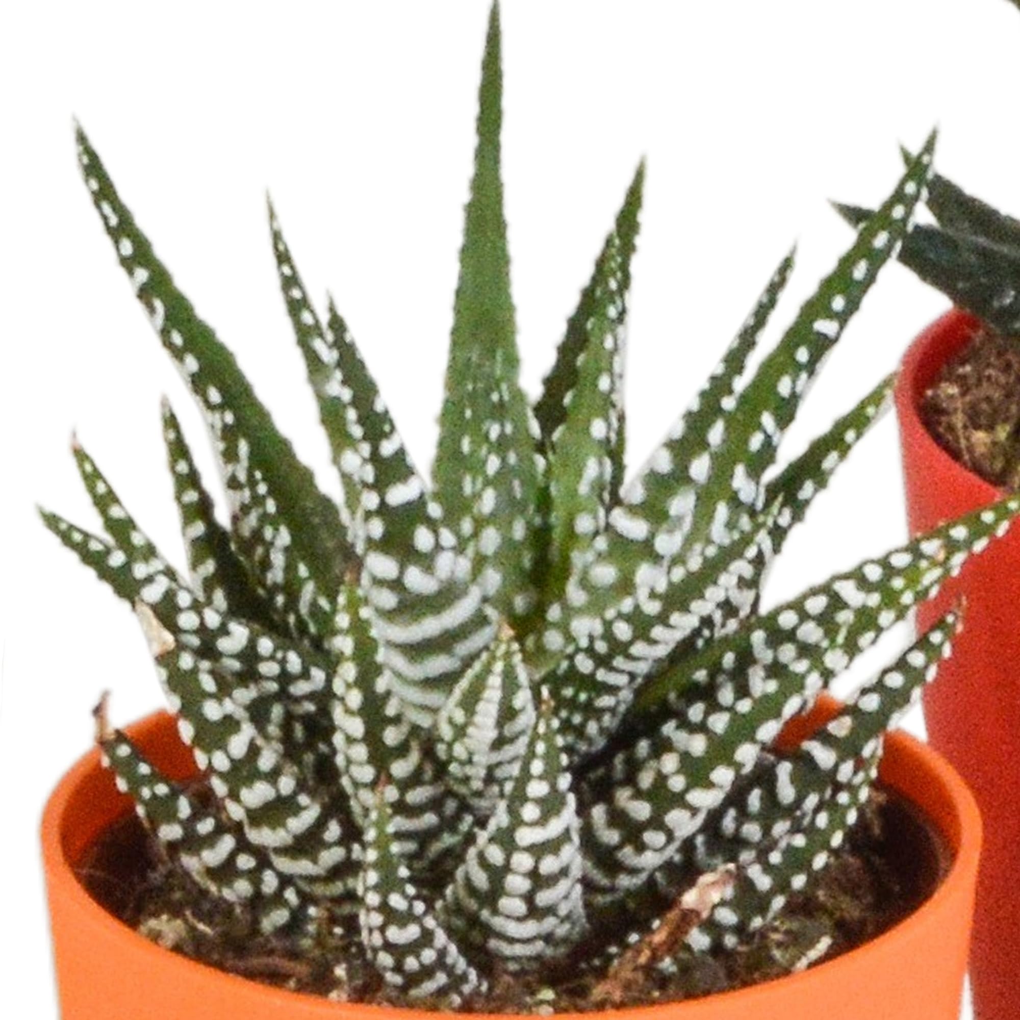Mix Piante Grasse Gasteria Haworthia, Vaso Plastica Legno, Set da 5, 5.5cm