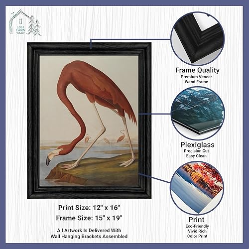 Miniatura 2 de Lost Cabin American Flamingo por James Audubon  Impresión en marco biselado negro  Reproducción de pintura de obras de arte finas  Póster decorativo