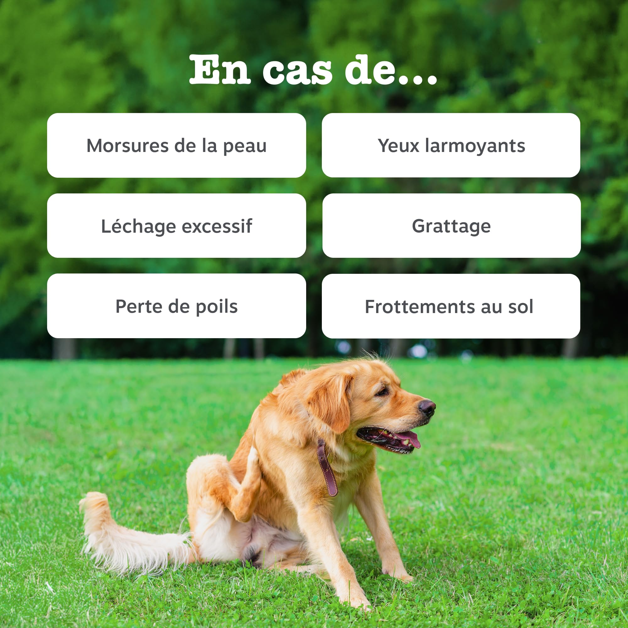 Zesty Paws Bouchées Aller-Immune Chien | Soutien Immunitaire, Soin de la Peau | Peau Sèche et Démangeaisons | Huile de Saumon, Postbiotiques, Probiotiques| Usage Quotidien | 90 Bouchées