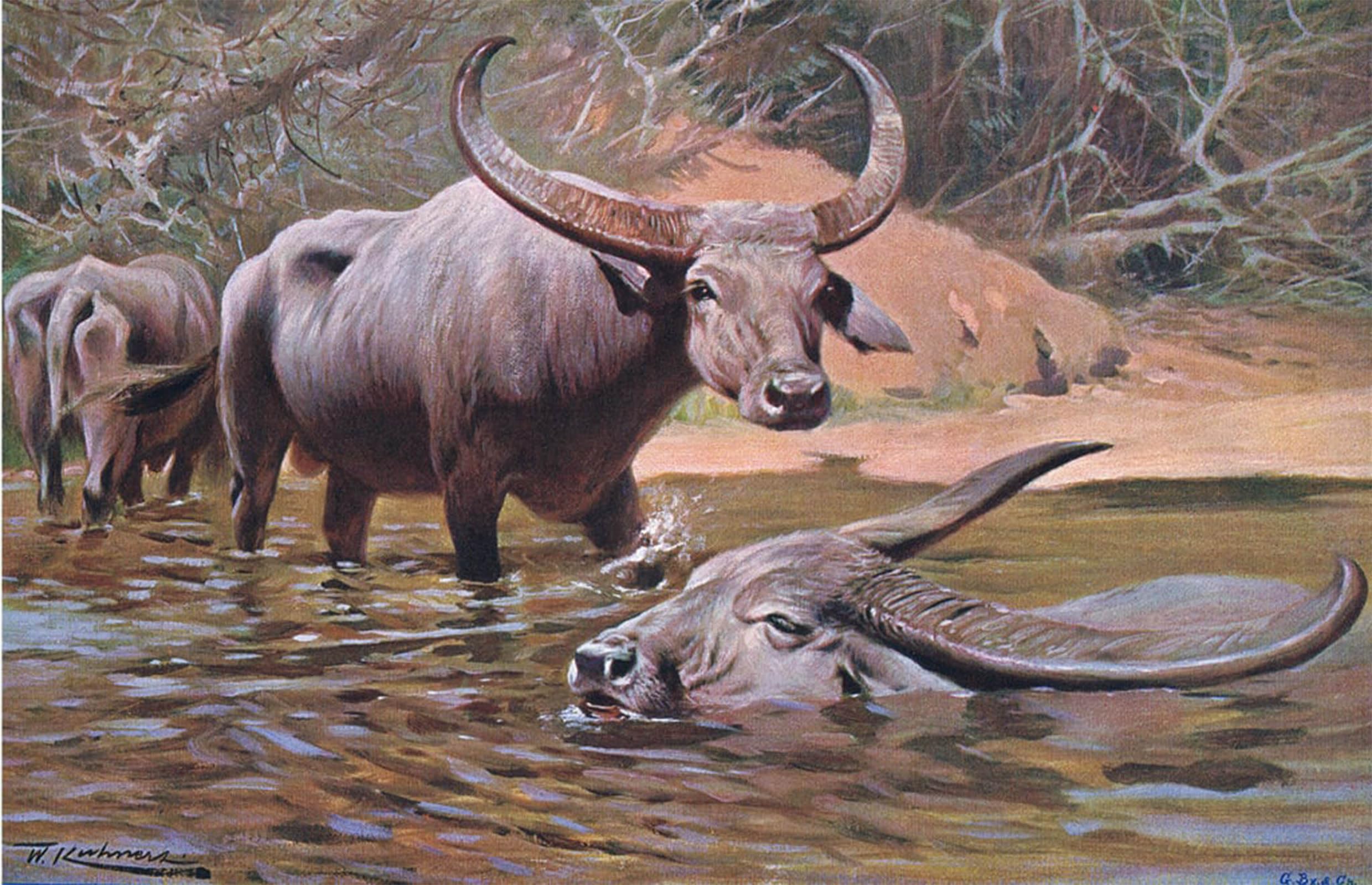HRJUBWREE Oil Painting Prints on Canvas Painting Picture Indian animal From Wildlife of the World by Wilhelm Kuhnert Artwork Canvas Prints for Home Decor 60x90cm