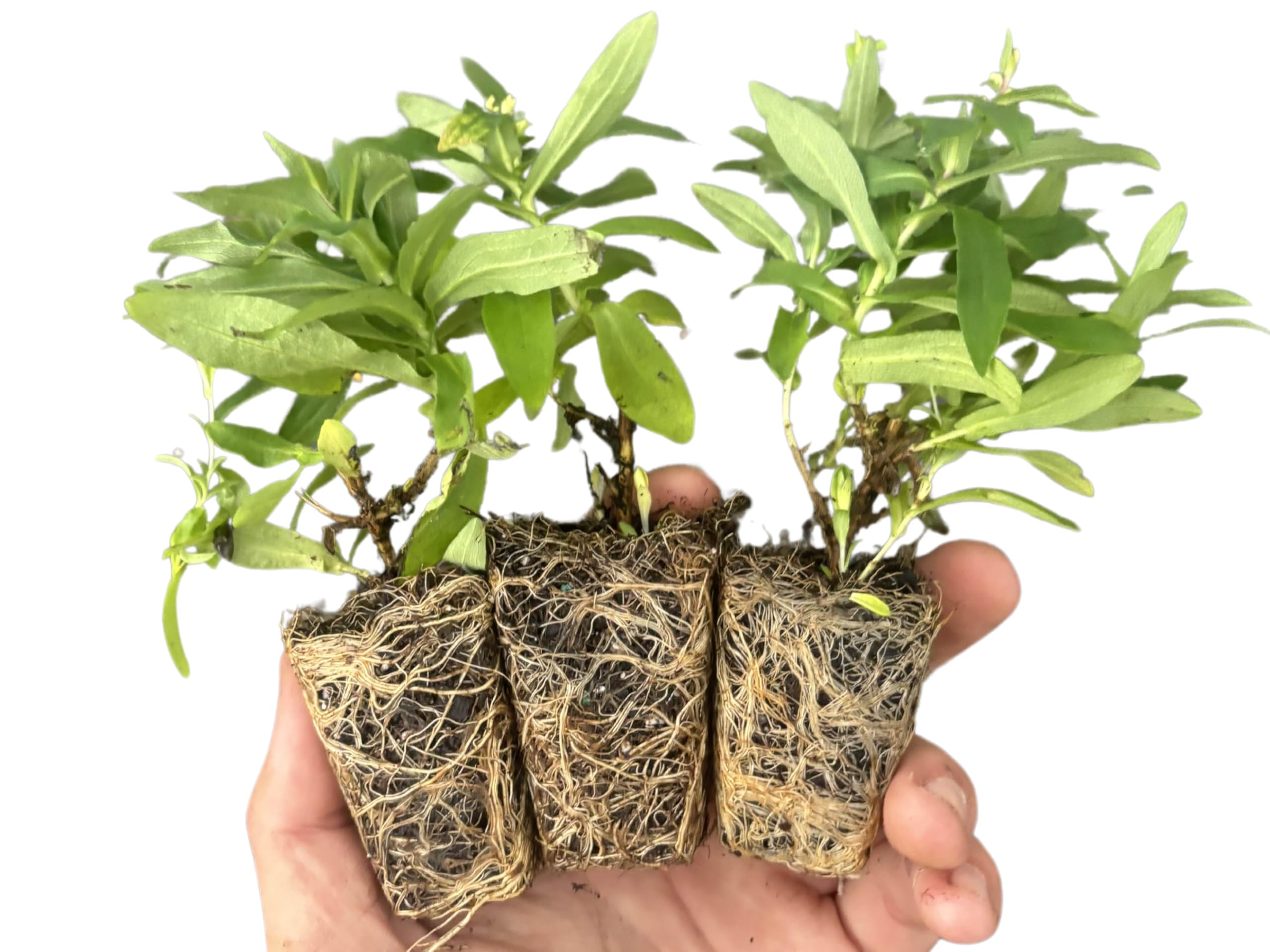 Aster novae-angliae | Grape Crush New England Aster | Starter Plant Plug | Live Plant | Native Wildflower | Perennial | Attracts Butterflies |