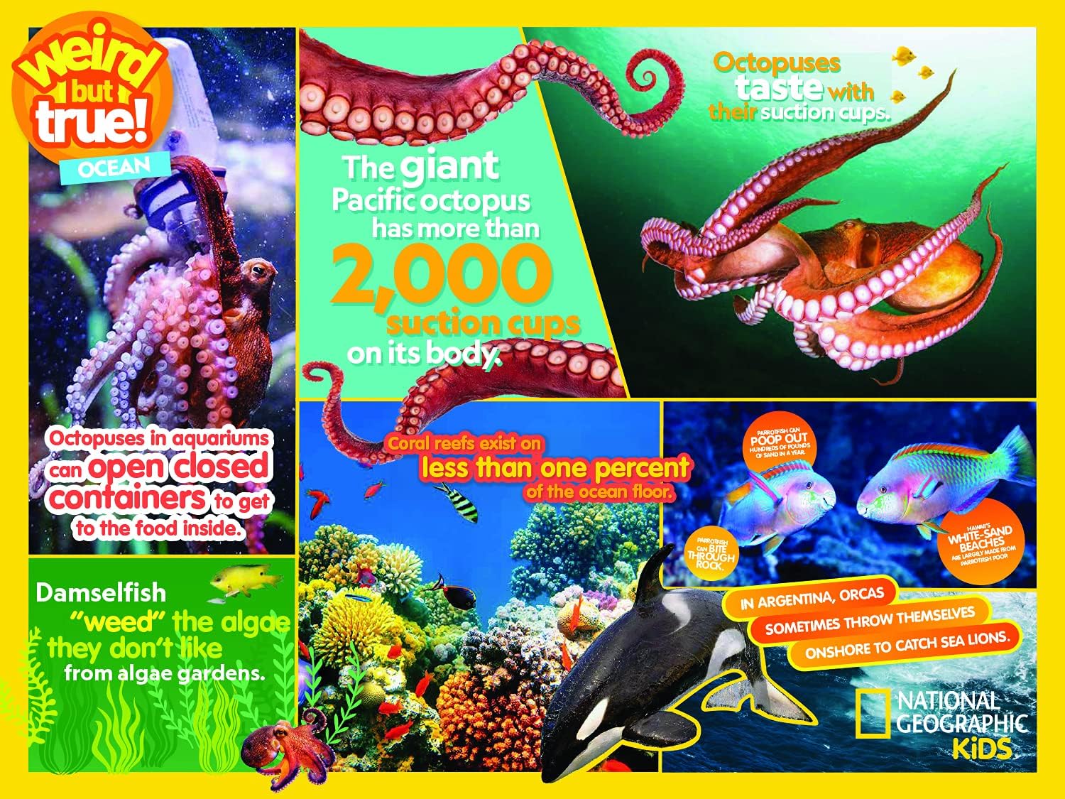 Buffalo Games - NAT Geo - Ocean - 400 Piece Jigsaw Puzzle for Families Challenging Puzzle Perfect for Game Nights - Finished Puzzle Size is 21.25 x 15.00