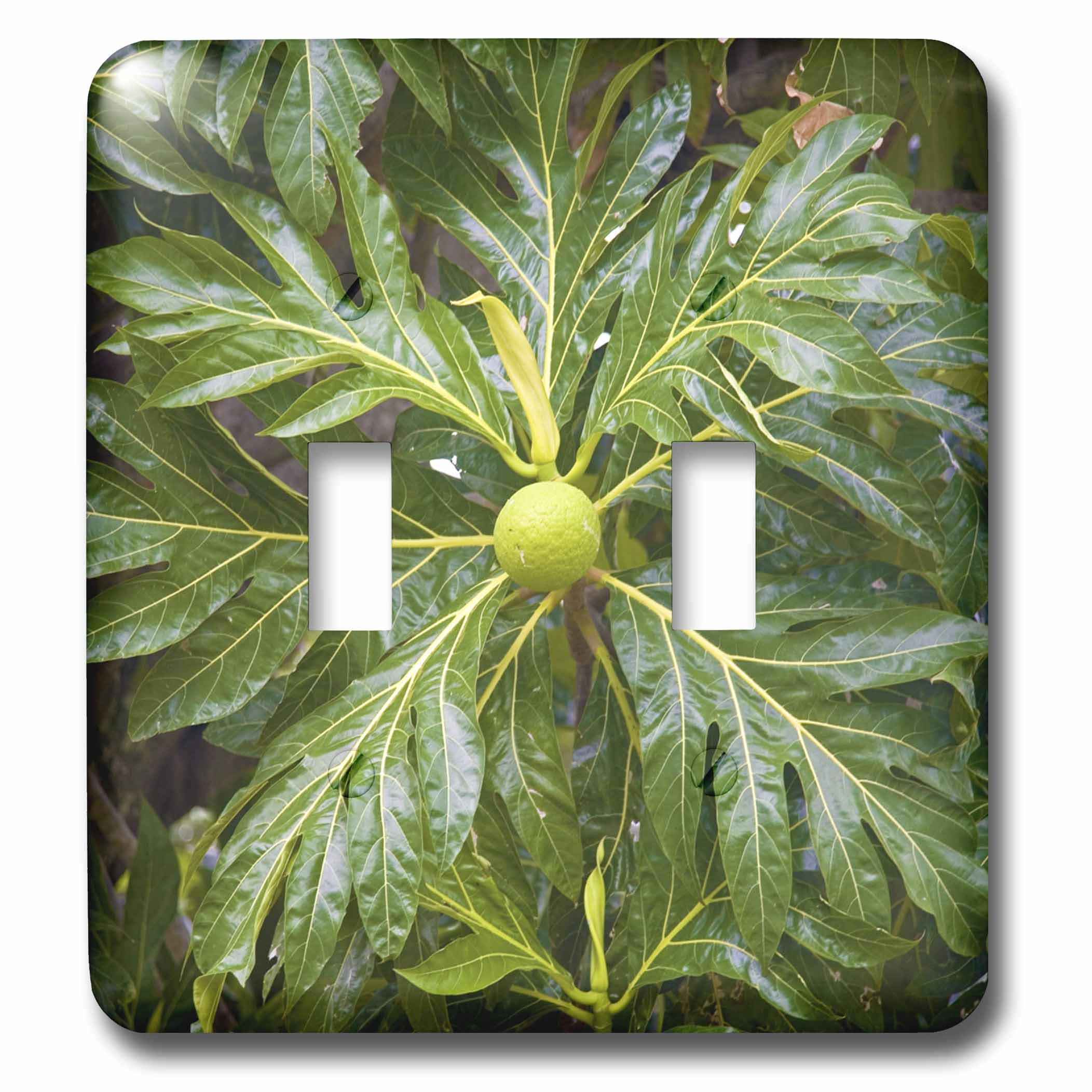 3dRose lsp_85048_2 Breadfruit Tree, Moorea, French Polynesia Oc13 Dpb0078 Douglas Peebles Double Toggle Switch