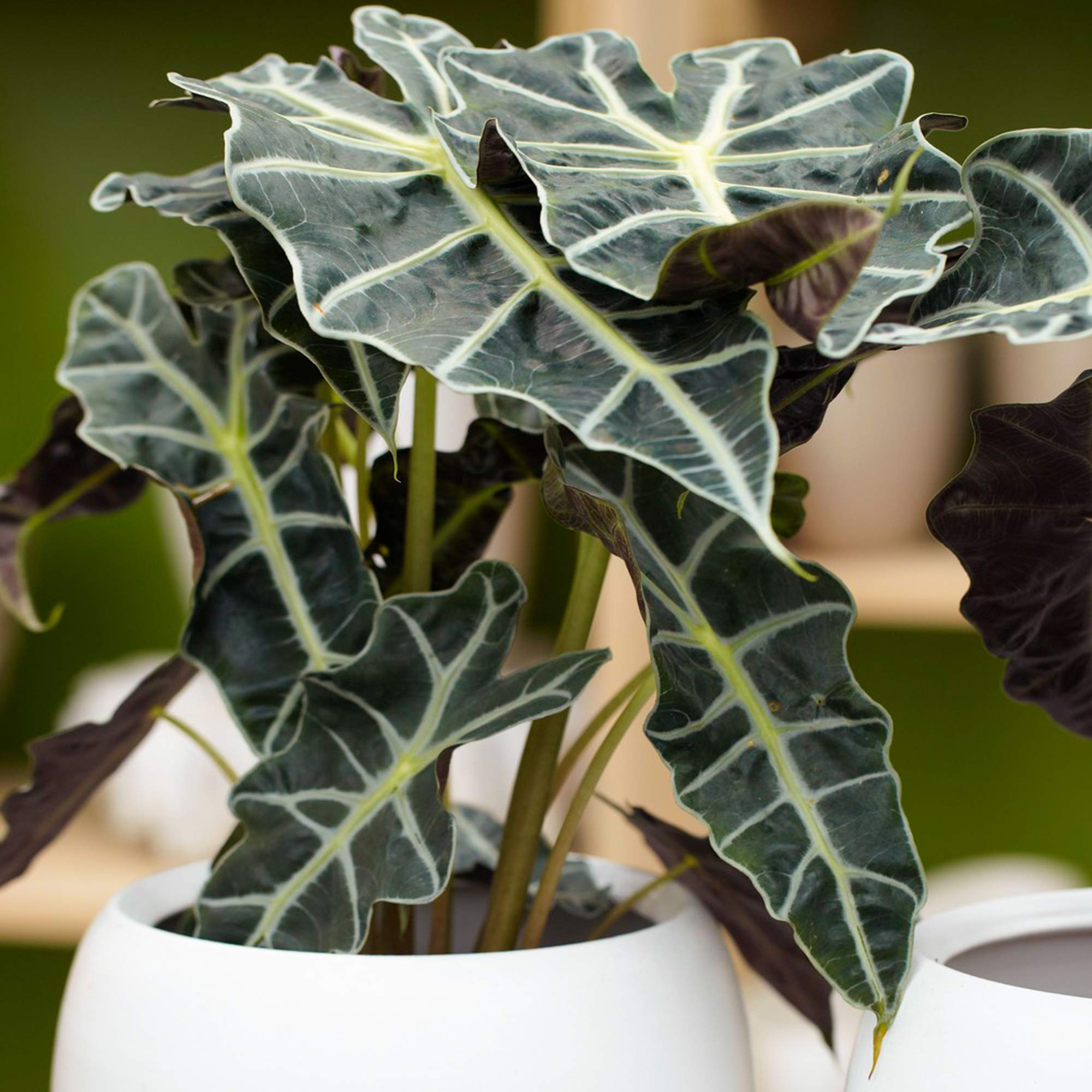 Alocasia Polly perfekte fr innenrume Elefeantenohr Pflanze (30-40cm Inkl.  Topf) : Amazon.de: Garten