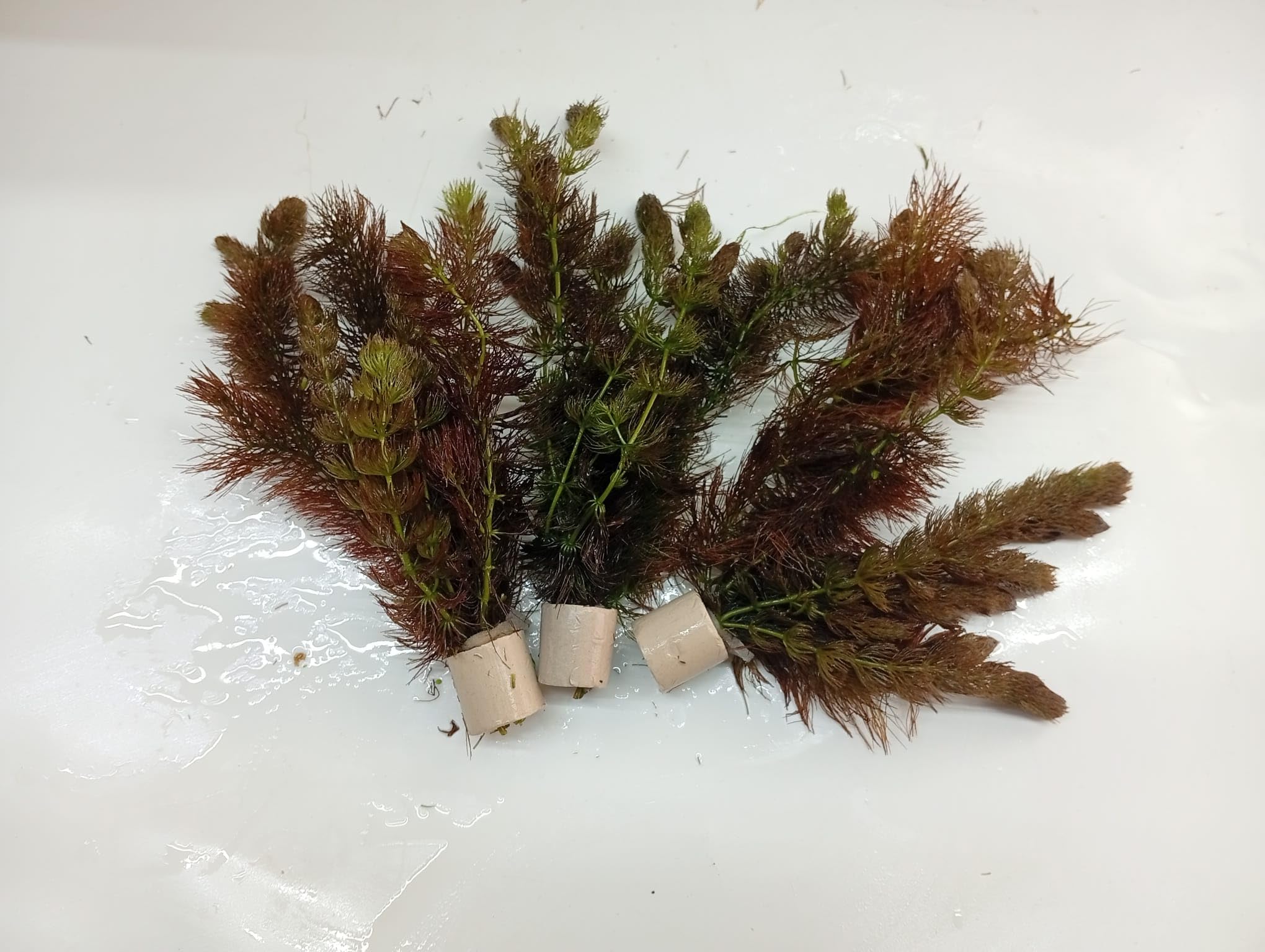 Ceratophyllum submersum, Hornkraut Aquarium, Wasserpflanzen, 5 Bund