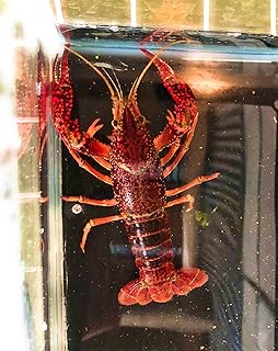 Amazon Co Jp ザリガニ 観賞魚 水中生物 生き物 ペット用品