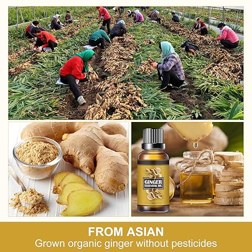 Miniatura 8 de Aceite de jengibre para drenaje del vientre, adelgazante para el abdomen, quemador de grasa orgánica, aceite esencial de masaje para promover la