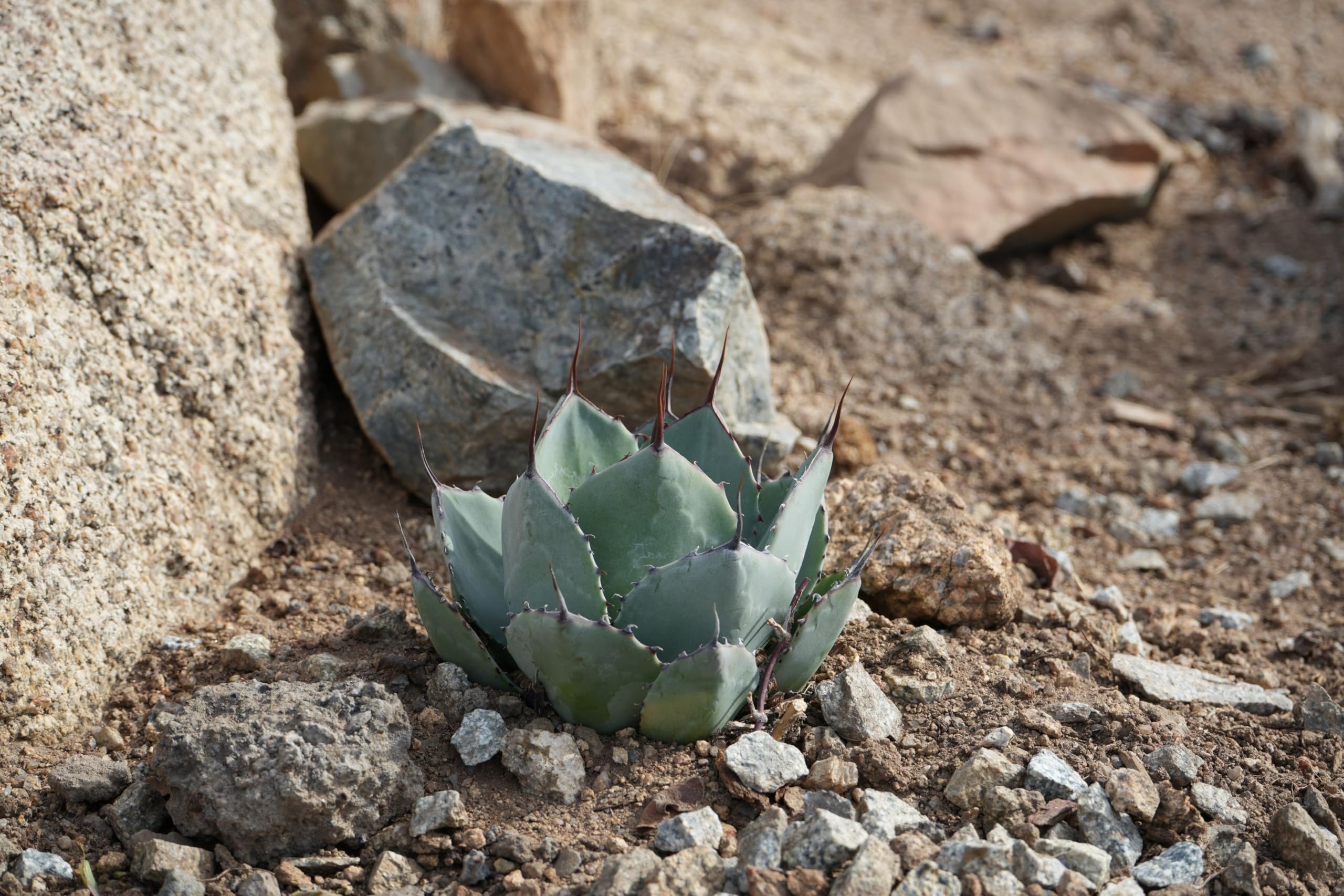 Amazon.com : Agave parryi VAR. truncata: Elegant Silvery