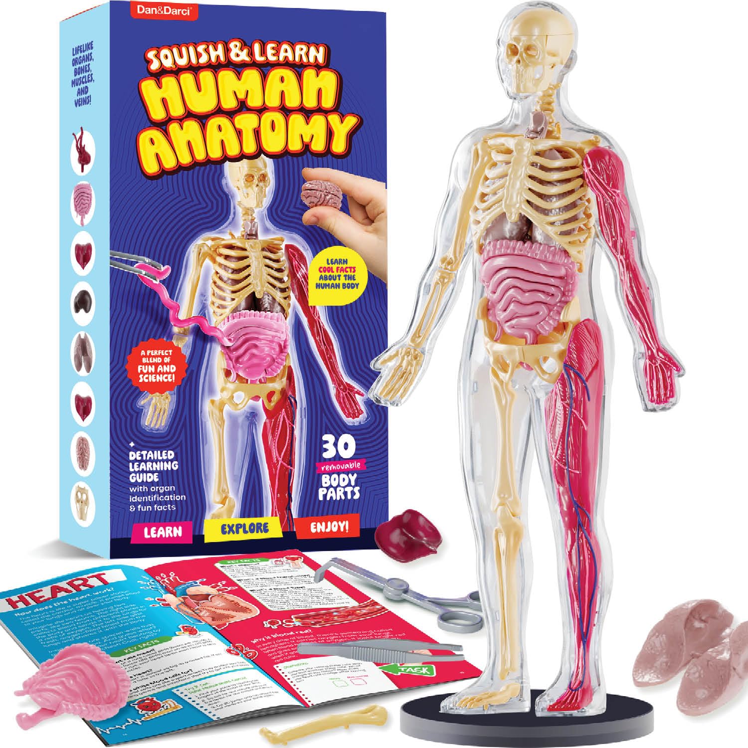 Amazon.com: Dan&Darci Human Anatomy Squishy Body Model - Science