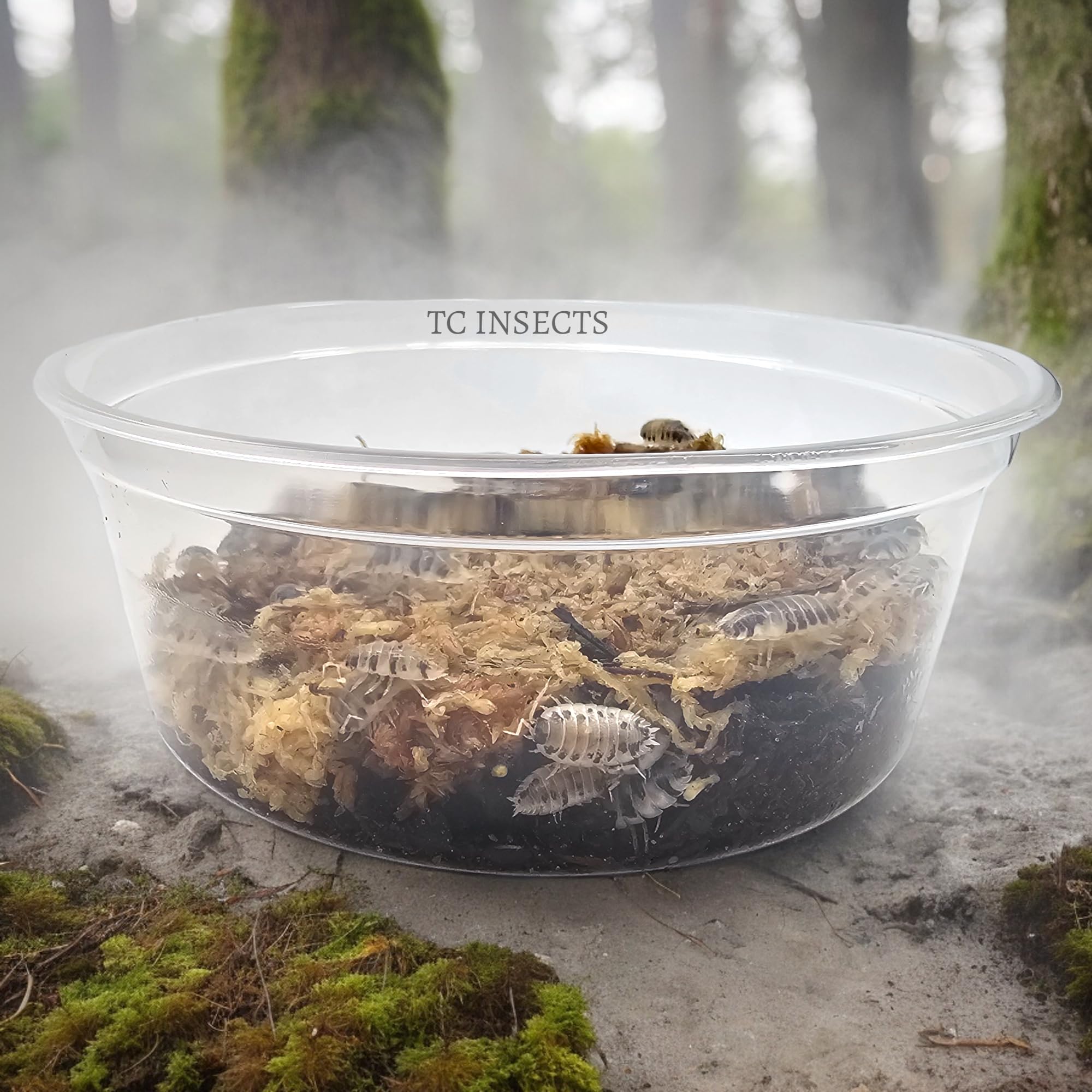 25 Dairy Cow Isopods for Sale | Pill Bug Roly Poly | for Bioactive Terrariums