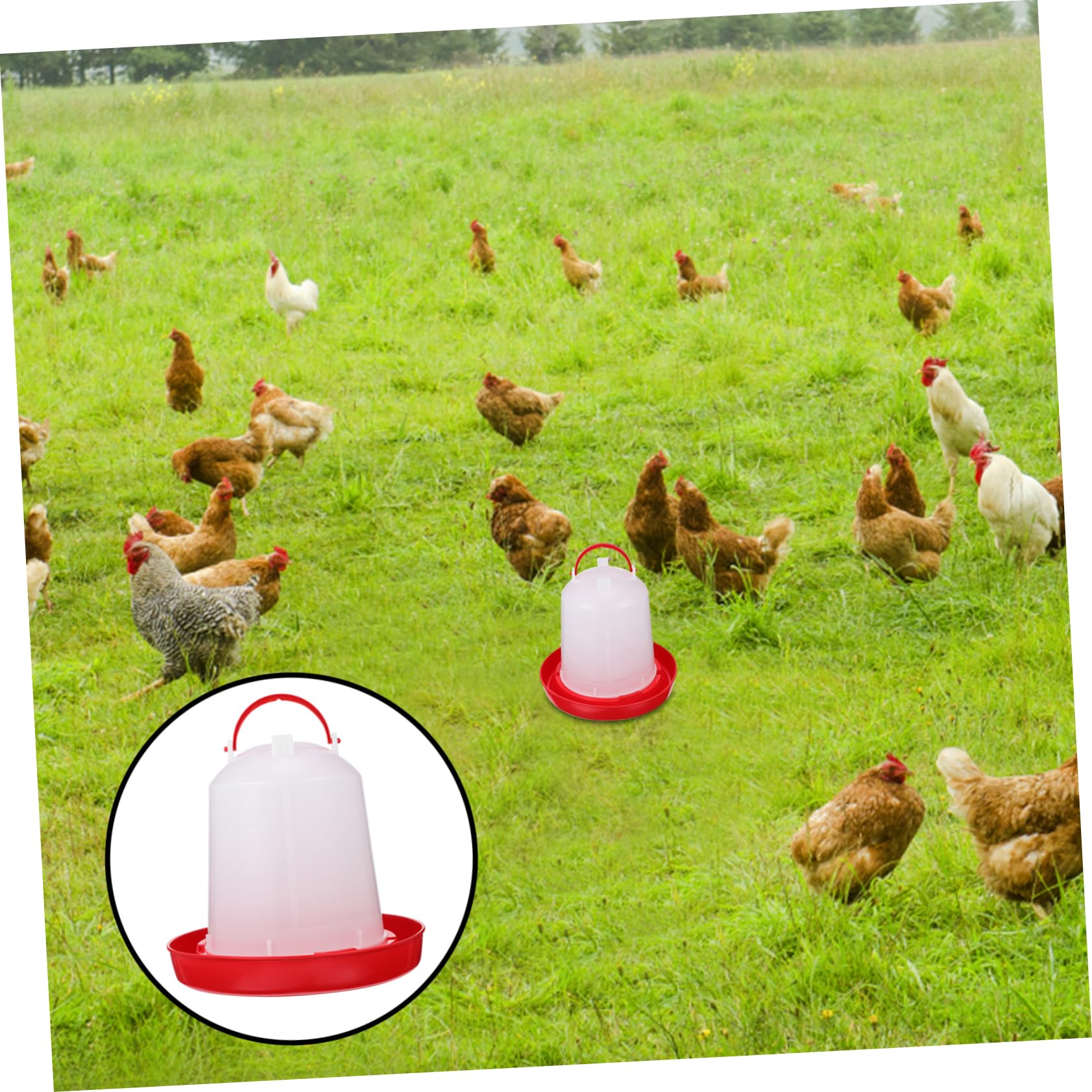 Abbeveratoio Automatico per Polli in Pp, Design Creativo, 1 Pezzo