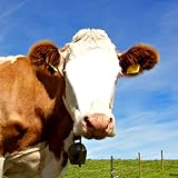 * Wählen Sie Foto-Montage-Rahmen Ihnen am besten gefällt