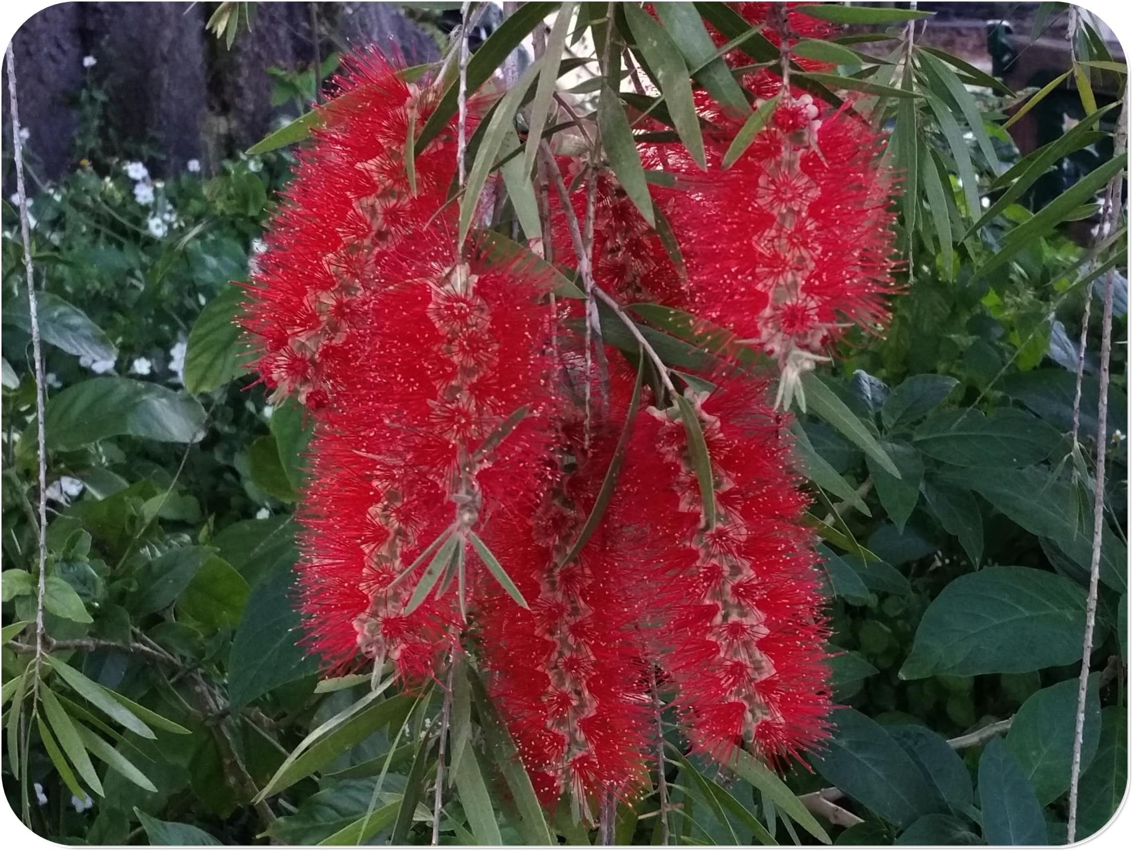 Red Cluster Clemson Bottlebrush Tree - Callistemon rigidus cv - Live Hummingbird Plant - Unusual Flower - Emerald Goddess Gardens - Starter Sz 4 Inch Pot