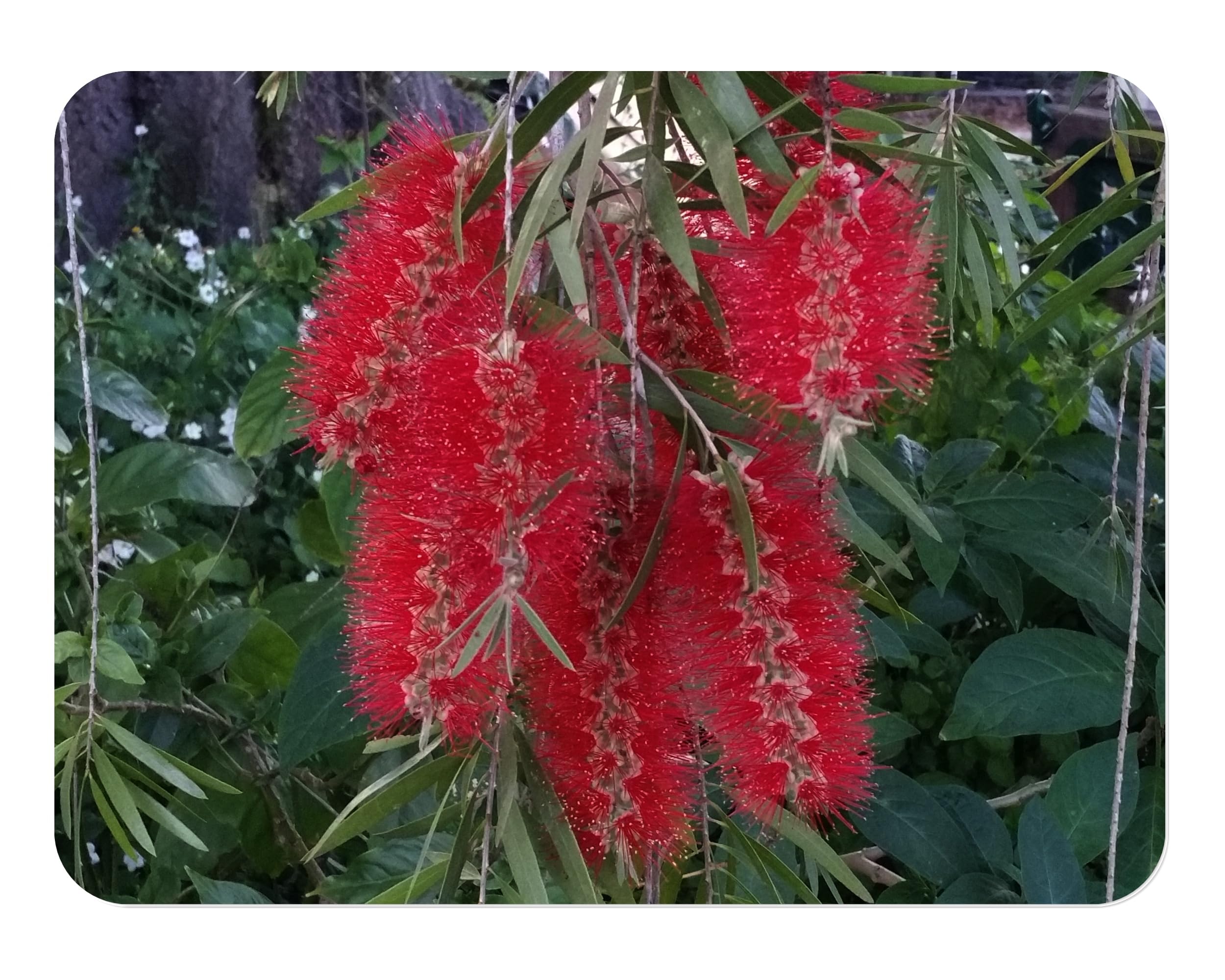 Red Cluster Clemson Bottlebrush Tree - Callistemon rigidus cv - Live Hummingbird Plant - Unusual Flower - Emerald Goddess Gardens - Starter Sz 4 Inch Pot