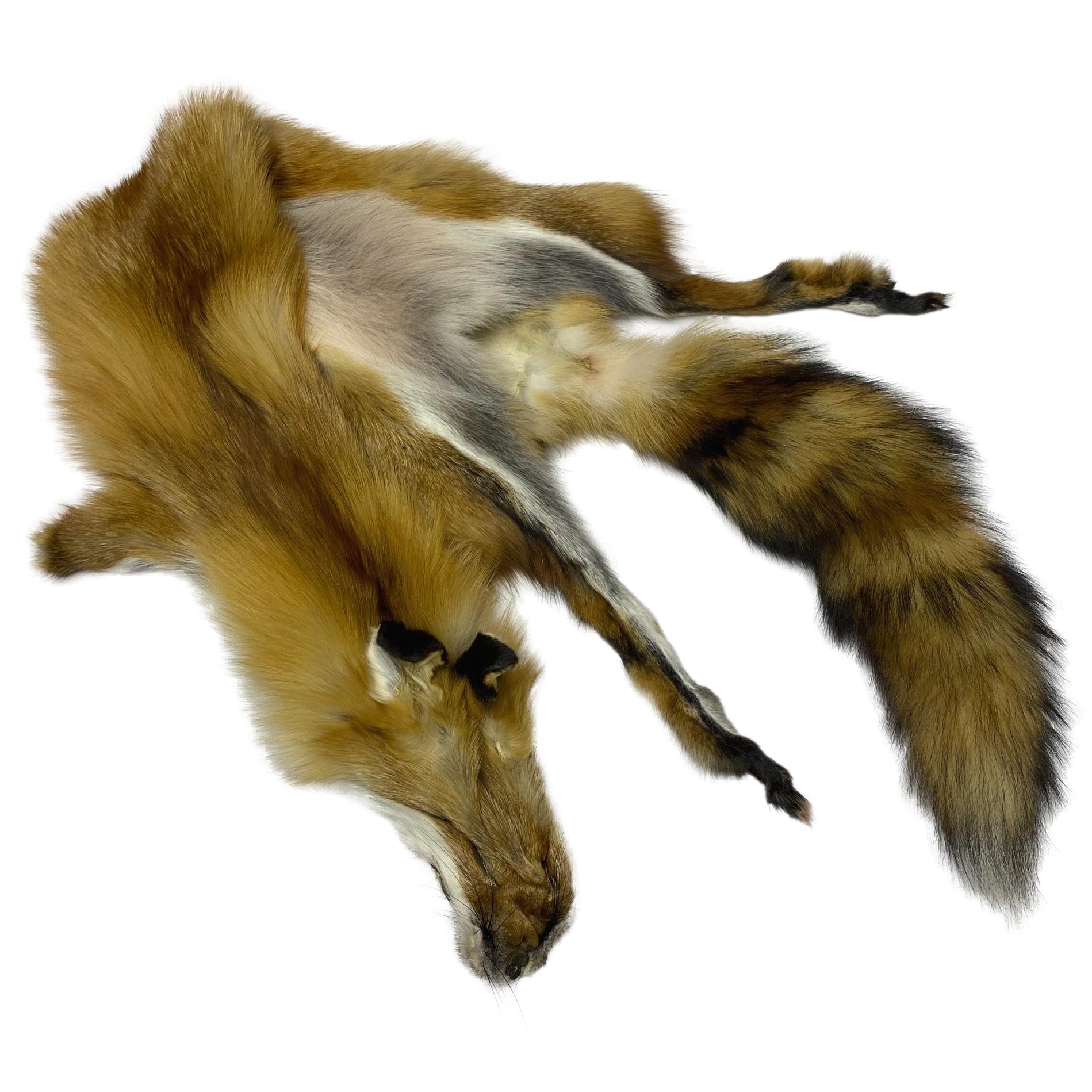 Amazon.com: Beautifully Tanned Red Fox Pelt - Authentic Full Body
