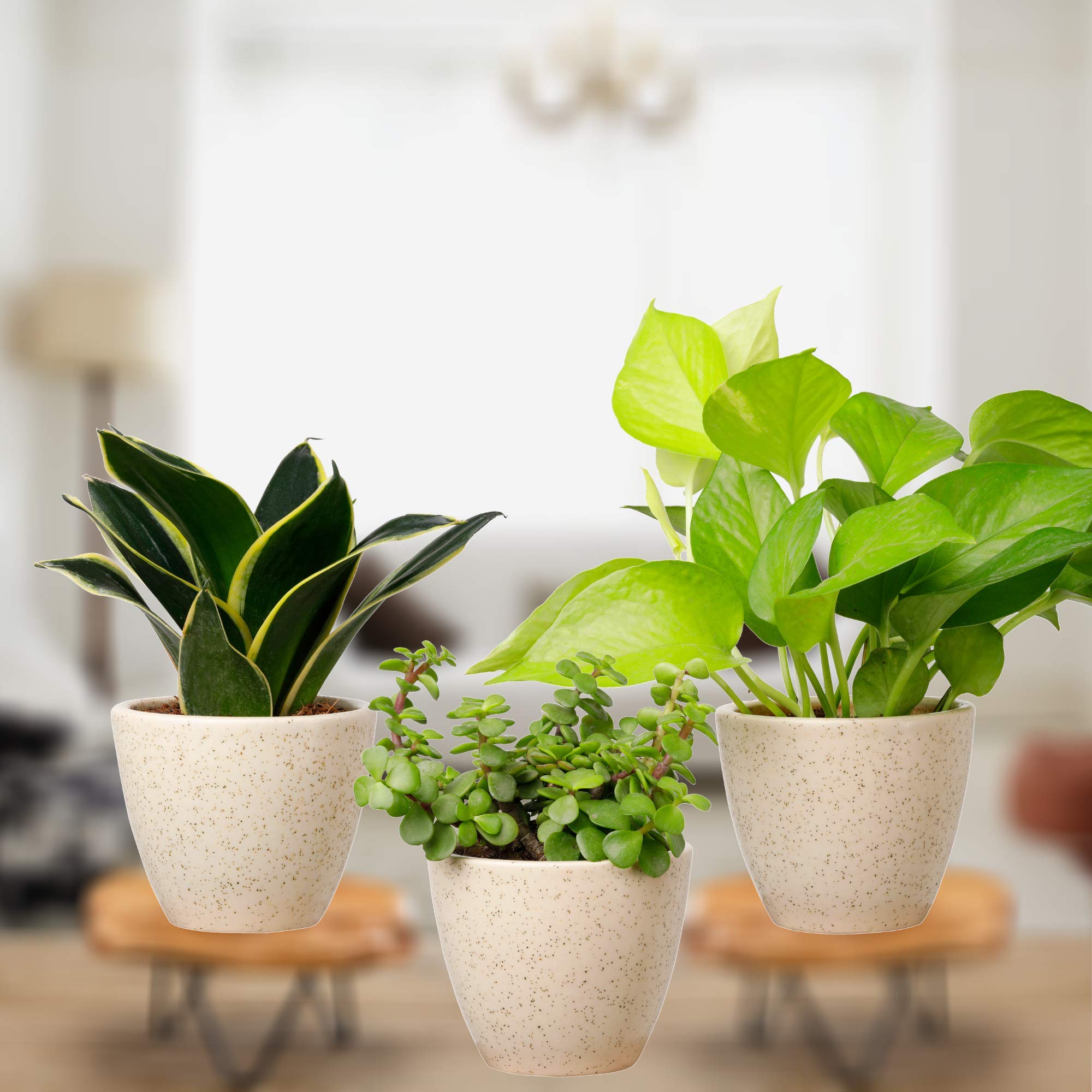 Plantmojo, Indoor Plants Combo of Golden Money, Jade & Golden Snake Plant, in ivory round ceramic pot (B08PFTCZ87) Amazon Price History, Amazon Price Tracker