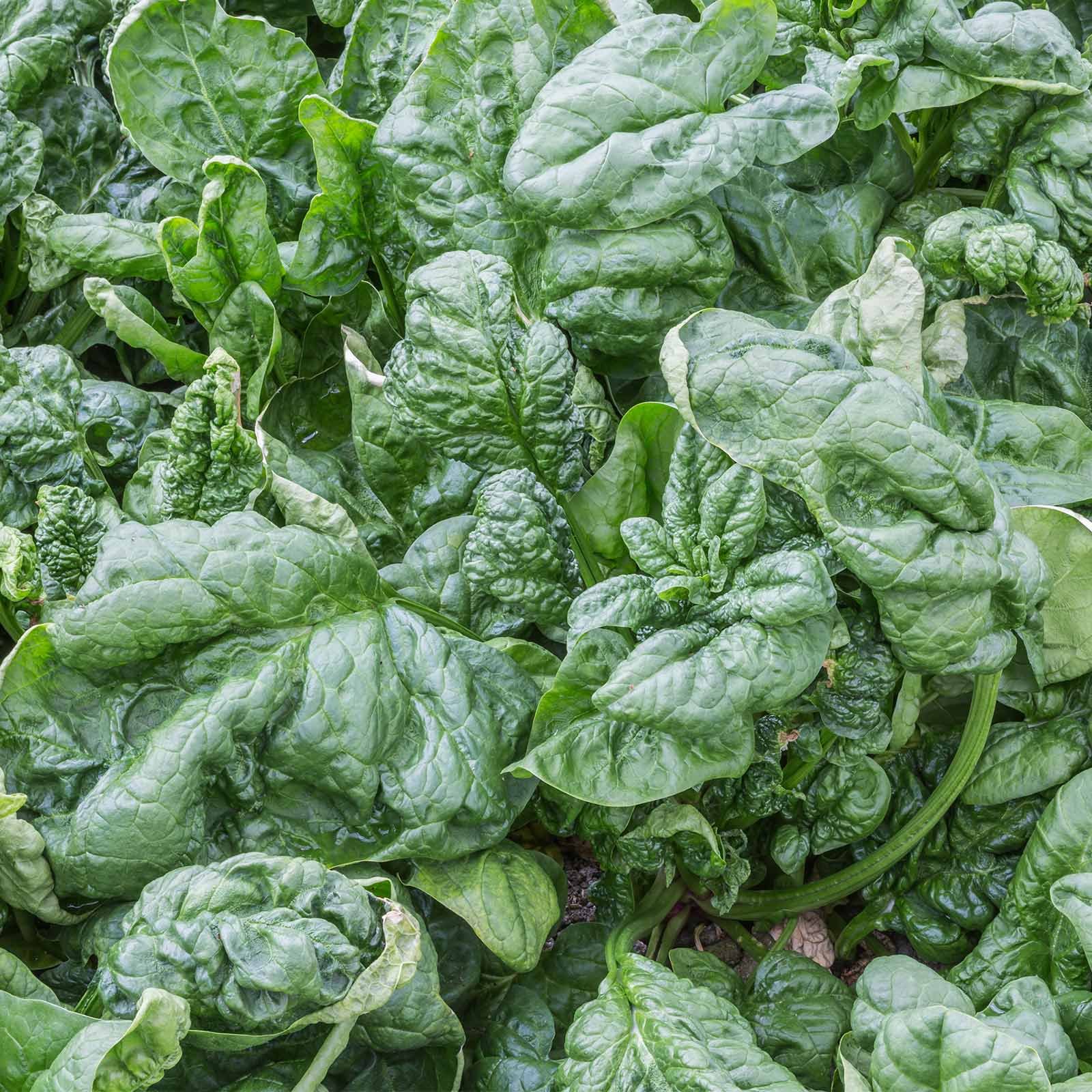 Bloomsdale Spinach Seeds