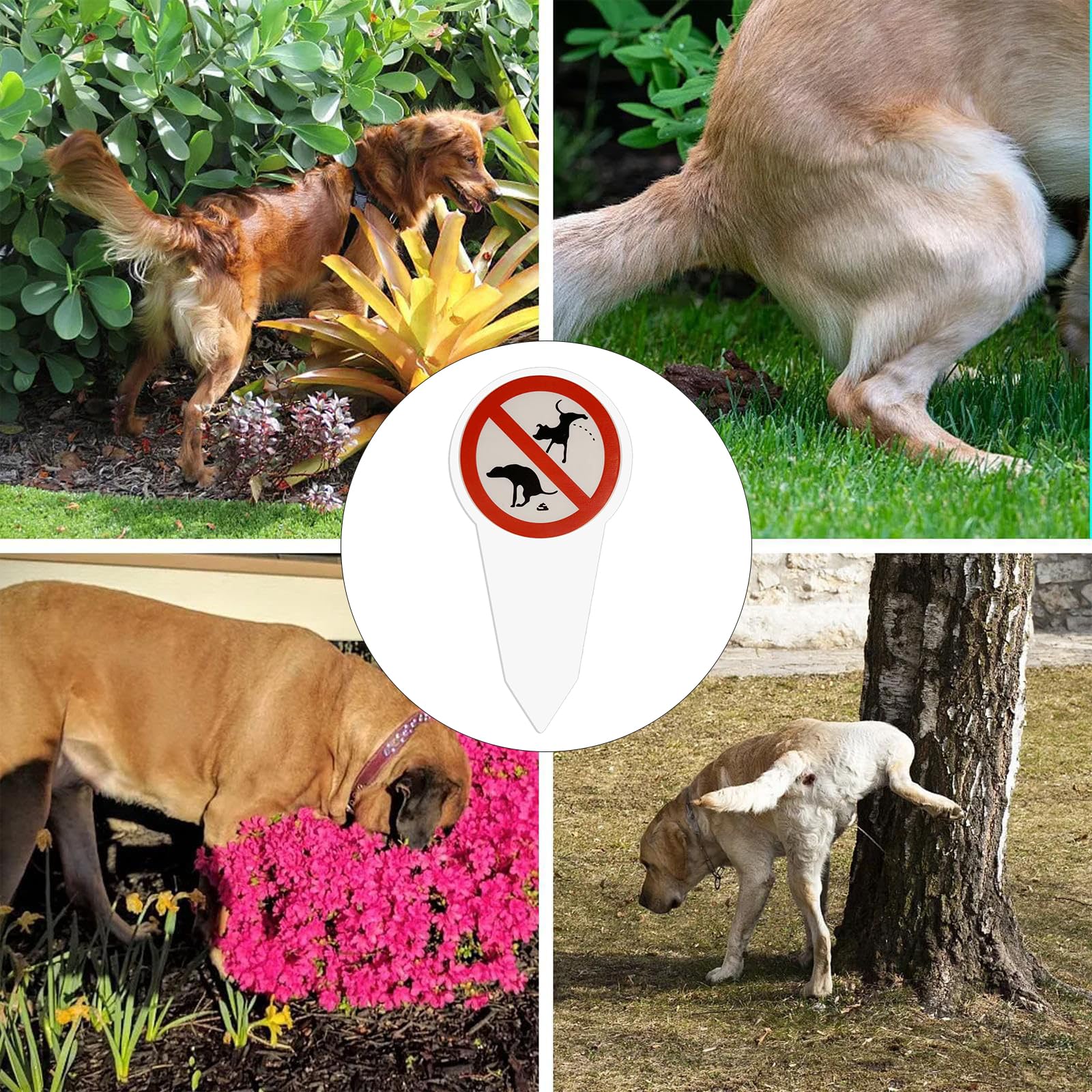 Cartello Divieto di Cacca e Pipì per Cani 29x14 cm, Segnale per Giardini, Parchi, Aree Giochi e Ingressi, Realizzato in PVC Rigido e Resistente alle Intemperie