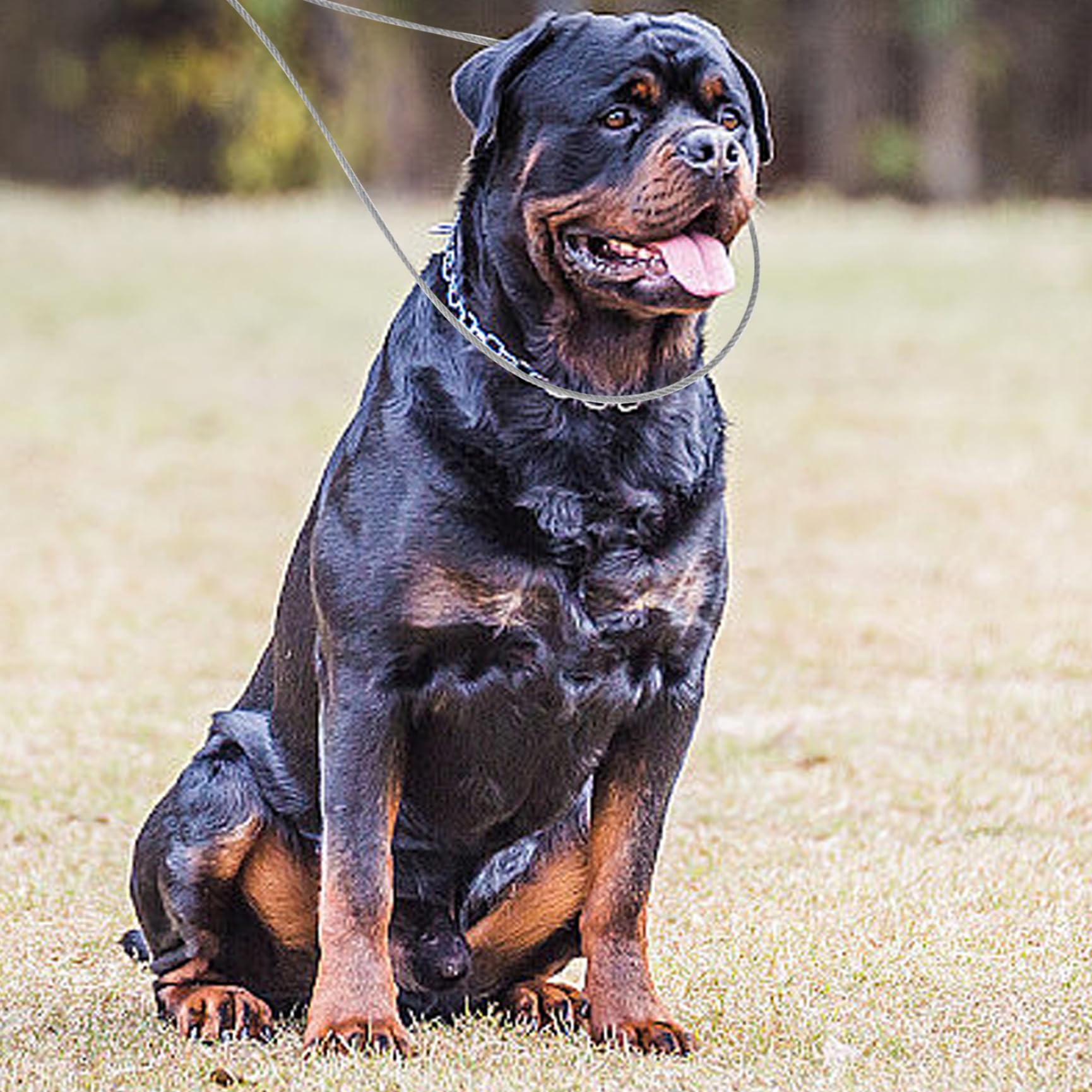 Pôle de Capture d'animaux 19 Pouces en Acier Inoxydable, Poteau de Chien avec Un Anneau réglable, contrôle des Animaux Robuste pour Les Compagnie Utilisation et Manipulation la séc