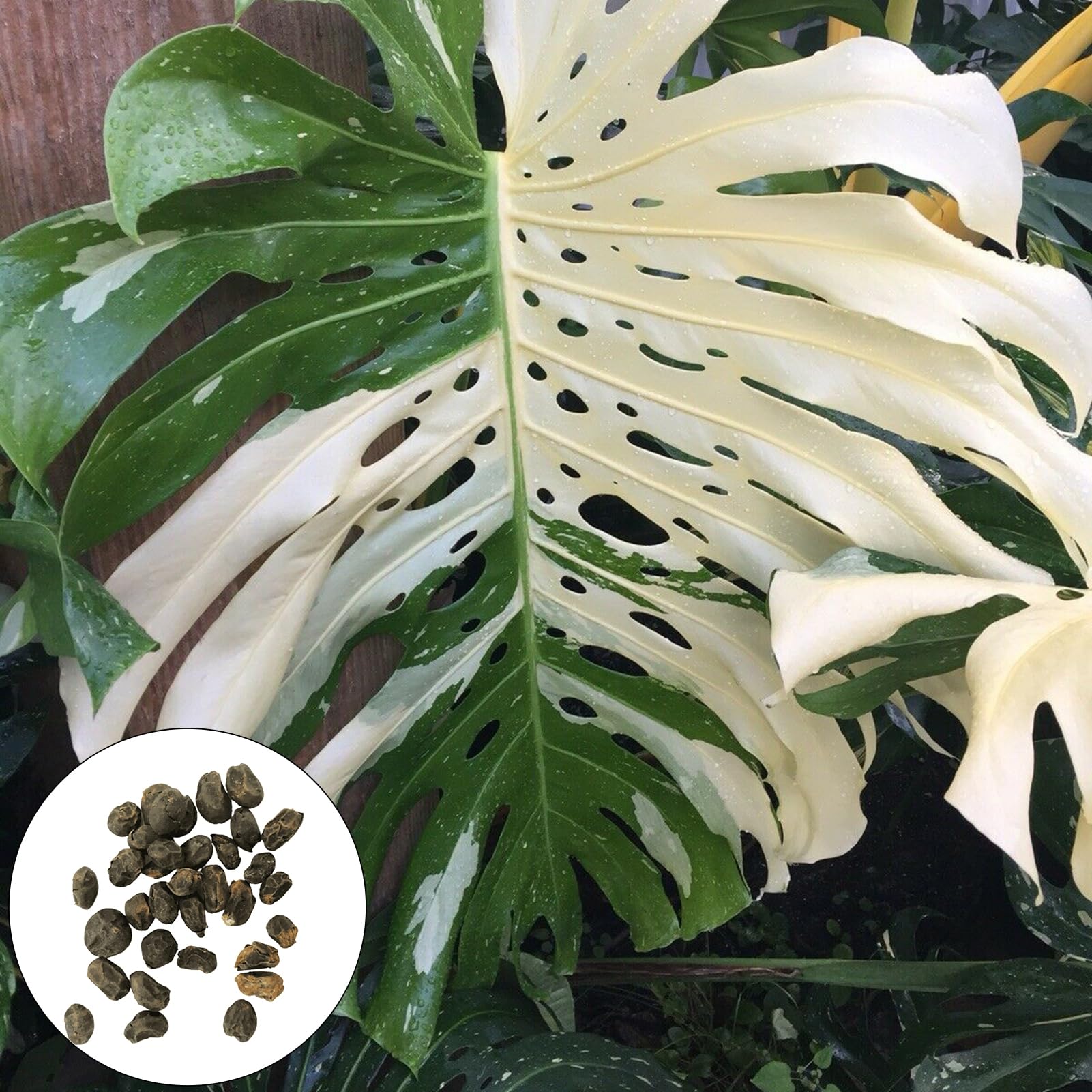 wicoanox 100 Stck Pflanzensamen, starke Vitalitt, Luftreinigung,  Landschaftsbau, natrliche Monstera-Samen, Gartenbedarf, Samen zum Pflanzen  jetzt Saatgut : Amazon.de: Garten