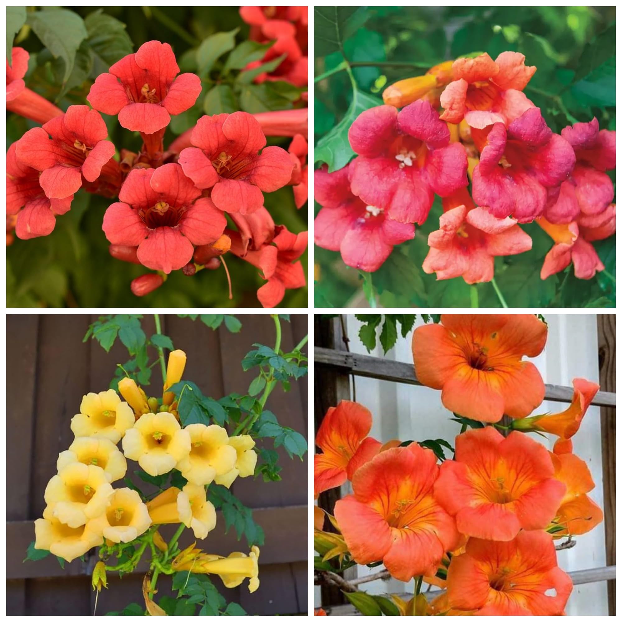 Trumpet Vine Seeds for Planting - 20 Non GMO Dark Red Hummingbird Trumpet Vine Seeds