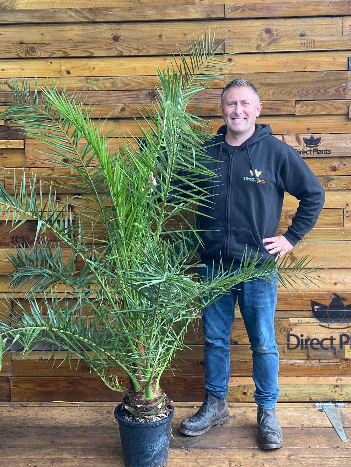 Phoenix Date Palm Tree 6ft Plant in a 8 Litre Pot by DirectPlants