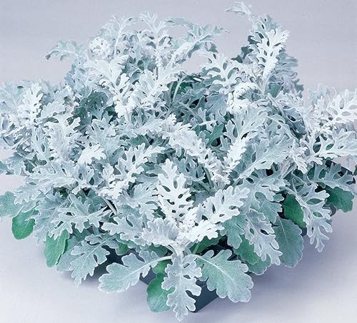 Miniatura 7 de Semillas Dusty Miller Silver Groundsel Silver Dust Cineraria Flores perennes Planta inusual