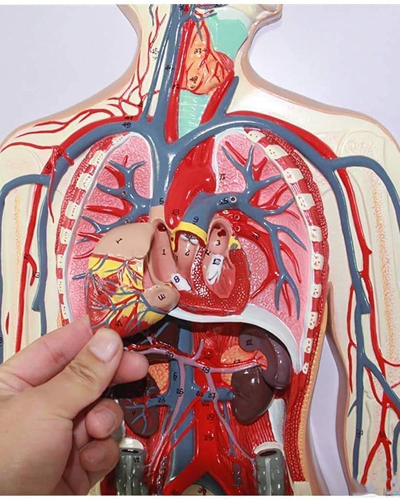 Amazon.co.jp: 自然なサイズ1/2人間の血液循環システムモデルPVC