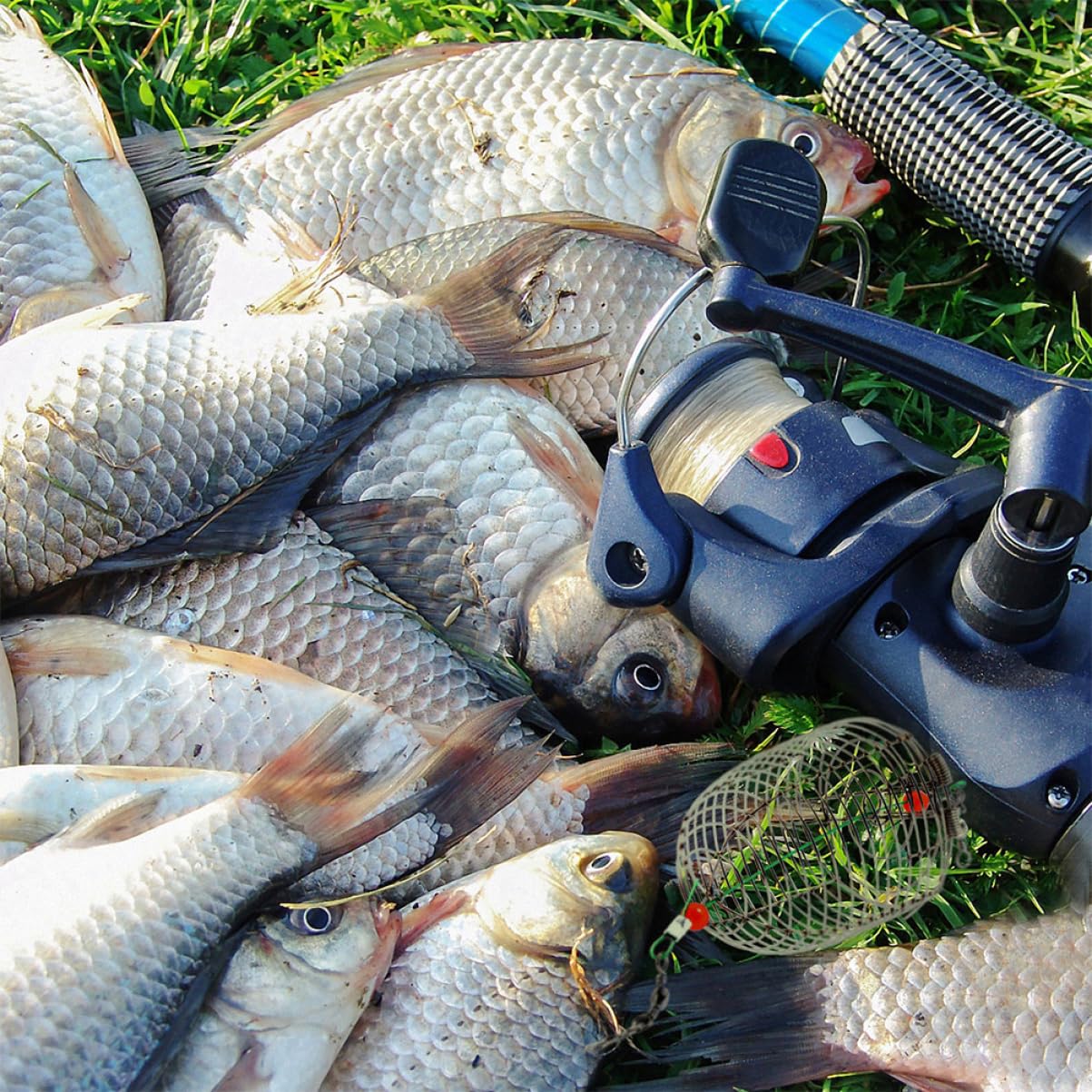 30stücke Edelstahl Bait Cage Für Karpfenangeln Robuster Futterkorb Für Effektives Angeln Langlebige Konstruktion Einfaches Bait-Management Perfektes Zubehör Für Angelfans