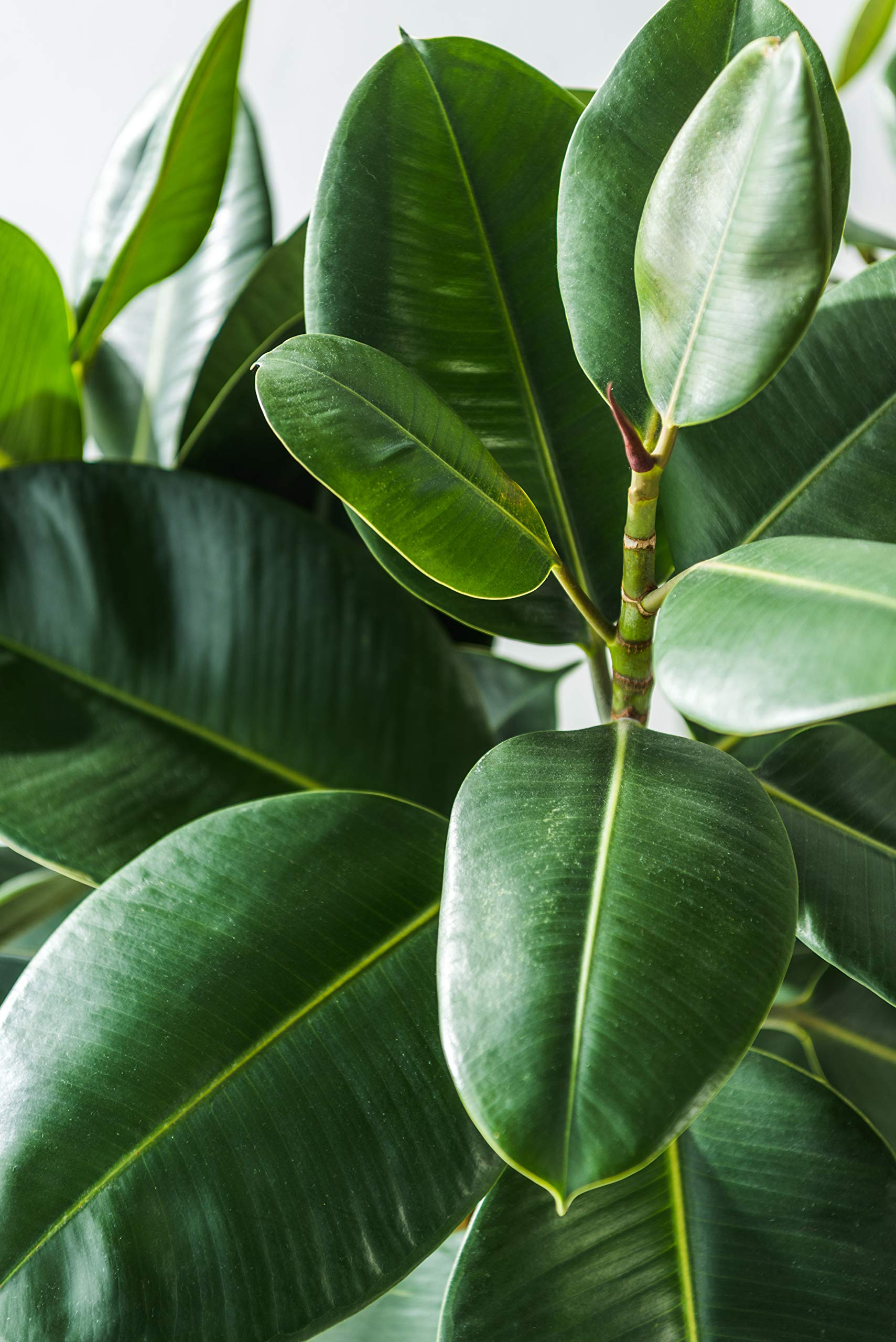 Fiddle Leaf Fig Tree Fertilizer (16 oz) Ficus Plant Food Improves Leaves and Branches Potted