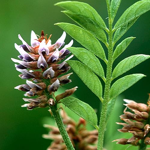 Miniatura 4 de Pure Original Ingredients Extracto de regaliz (1 lb) sin OMG, sin gluten, polvo de mulethi