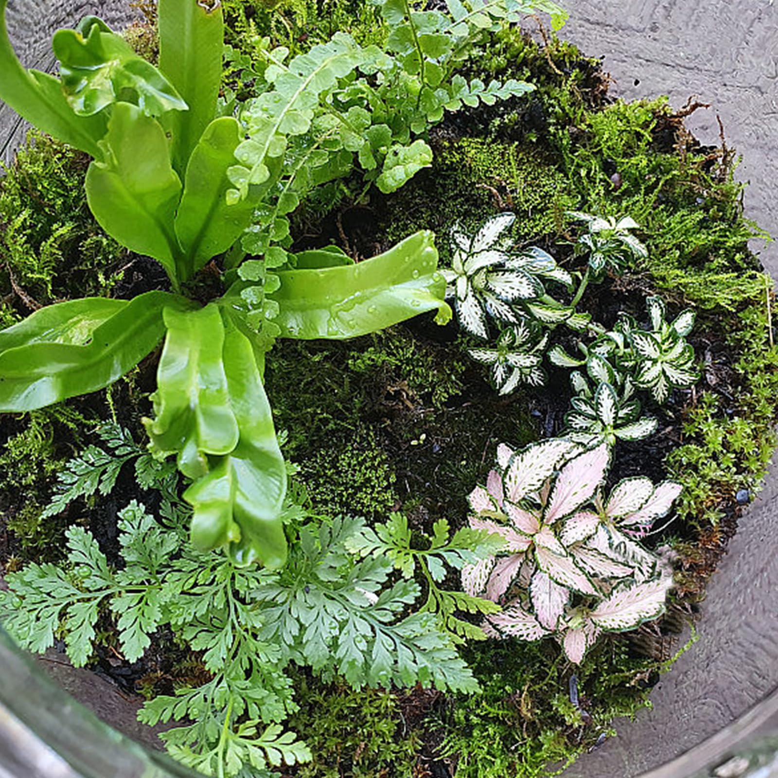 Muschio Artificiale Decorativo - 200g, Verde Chiaro E Scuro, Con Recinzione, Per Vasi E Fai Da Te - Foto 4