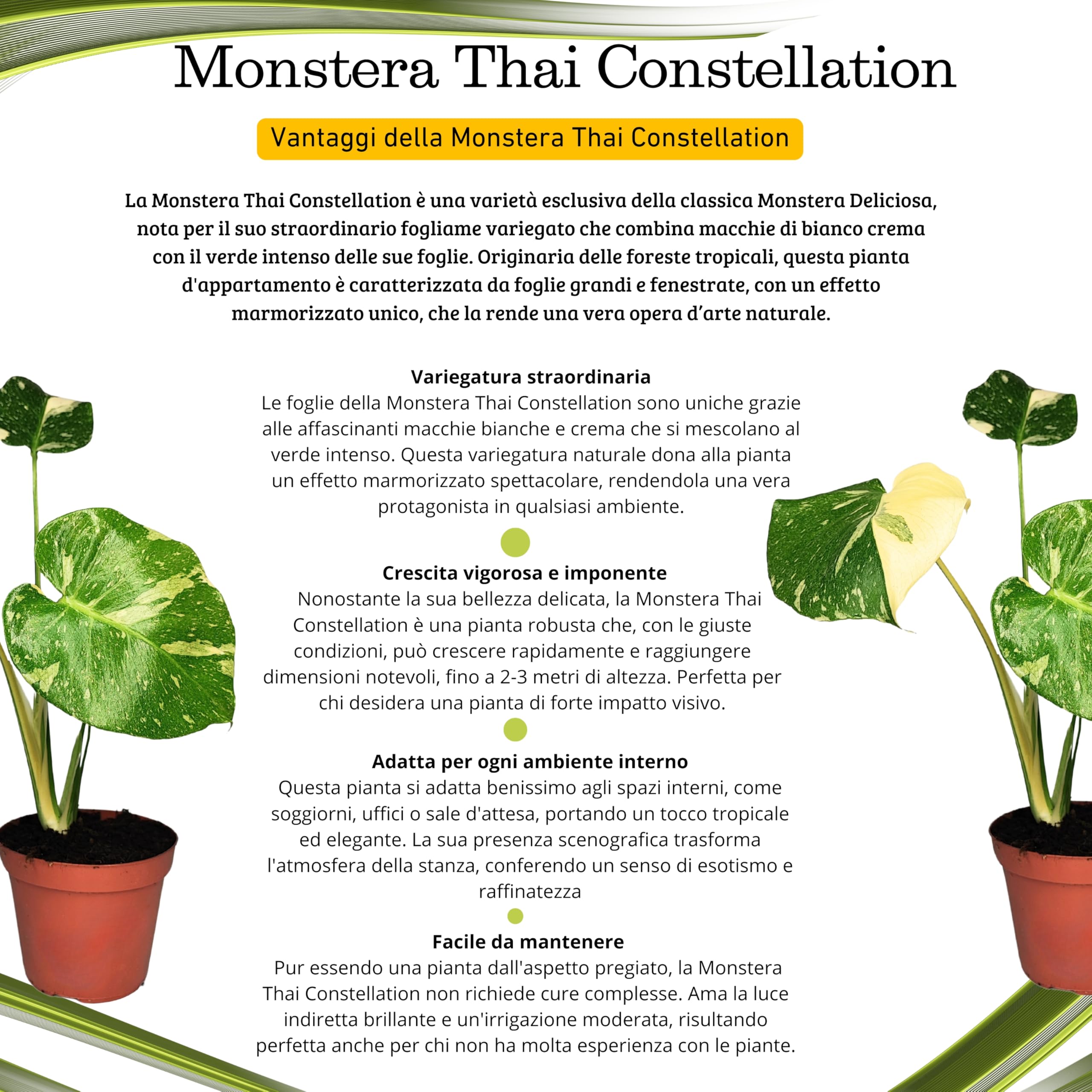 I GIARDINI DI GIULIA - Monstera Thai Constellation | Pianta da Collezione Vero | Crescita Veloce | Purifica l'Aria | Facile Manutenzione | Piante Vere da Interno, Verde e Bianco, 70 cm, Vaso 17 cm