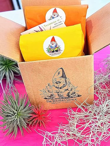 Miniatura 8 de 2 plantas de bola de fuego de bromelia grandes de 4 a 6 pulgadas adecuada para decoración del hogar e ideas de regalo planta de bajo mantenimiento