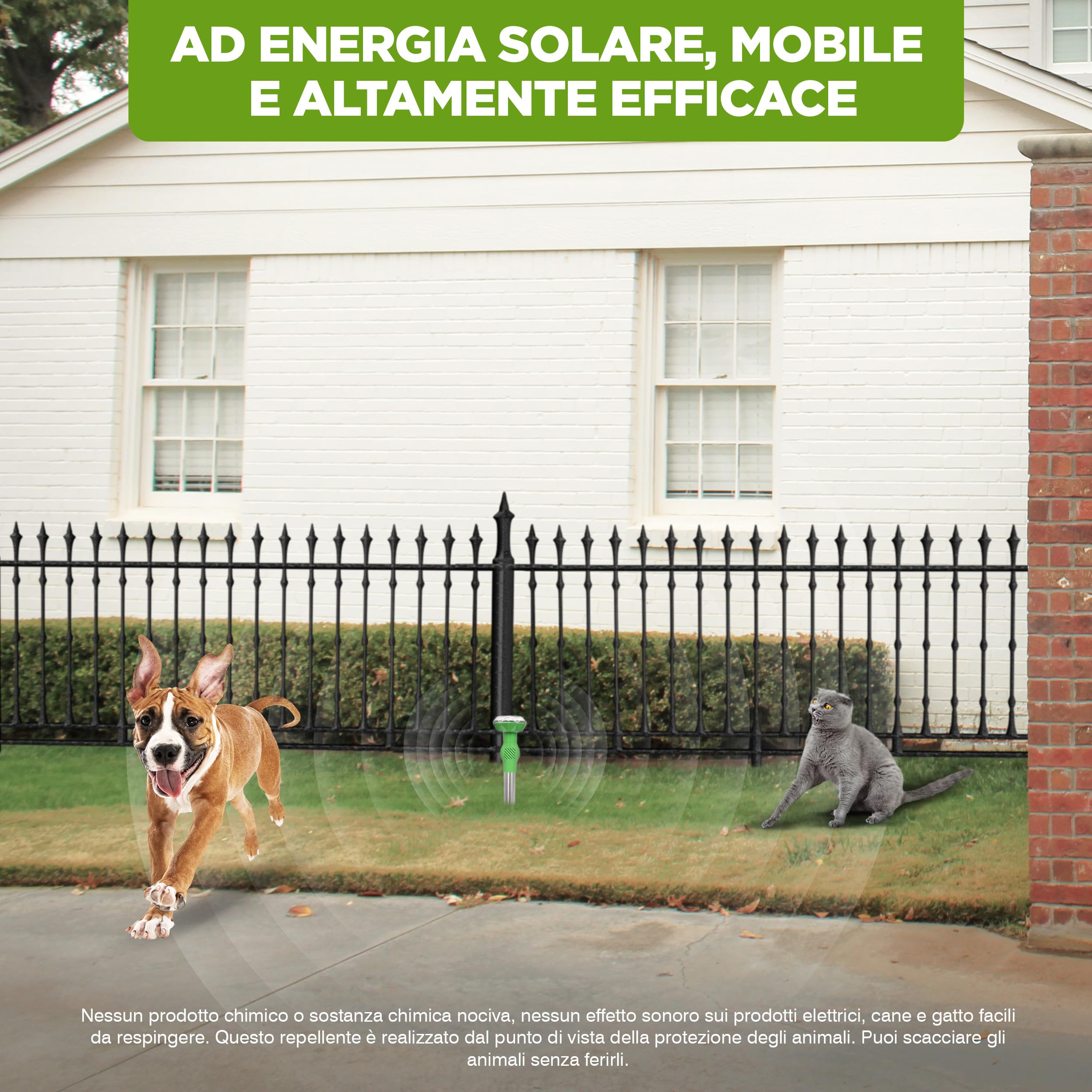 Cane Spaventa Un Micio, Ma Mamma Gatta Non Ci Sta - Foto 2