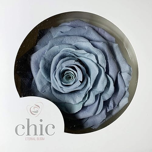 Rosa preservada  Rosa real natural que dura hasta 3 años  Jumbo grande de 4 pulgadas (lila)