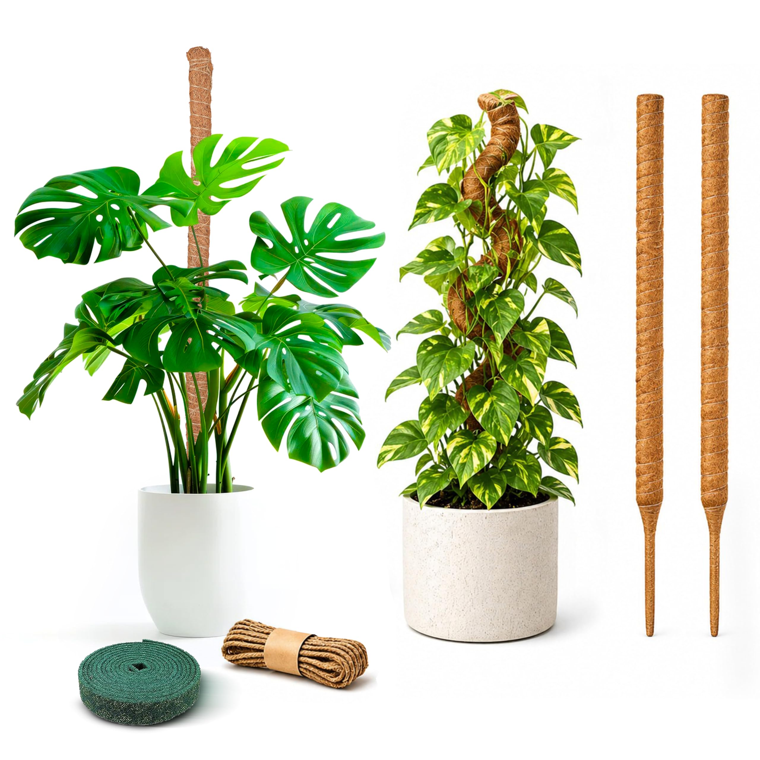 monstera albo tissue culture Monstera Deliciosa Albo Tissue Culture main image 0