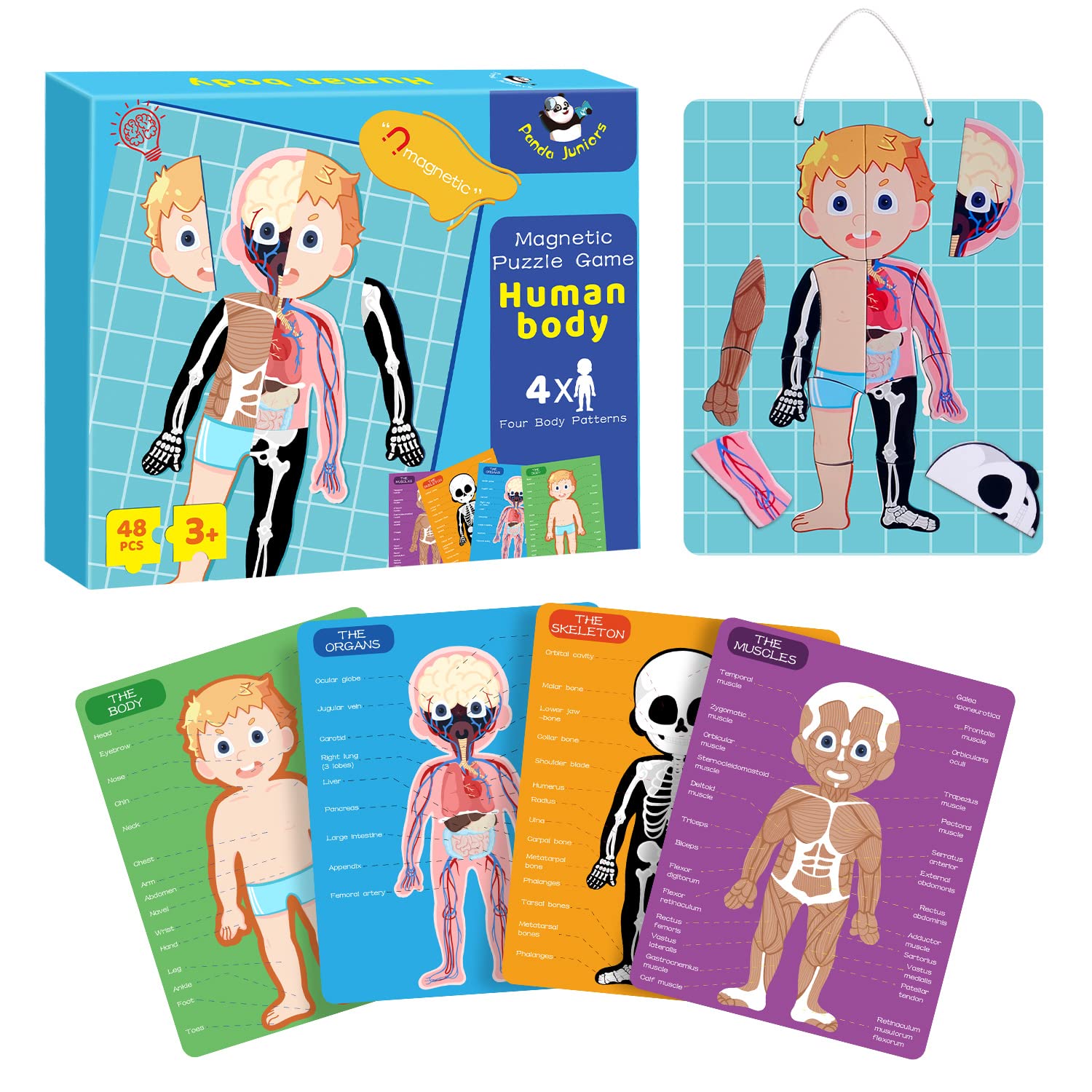 Buy Human Body Model for Kids, Panda Juniors 48Pcs Puzzles