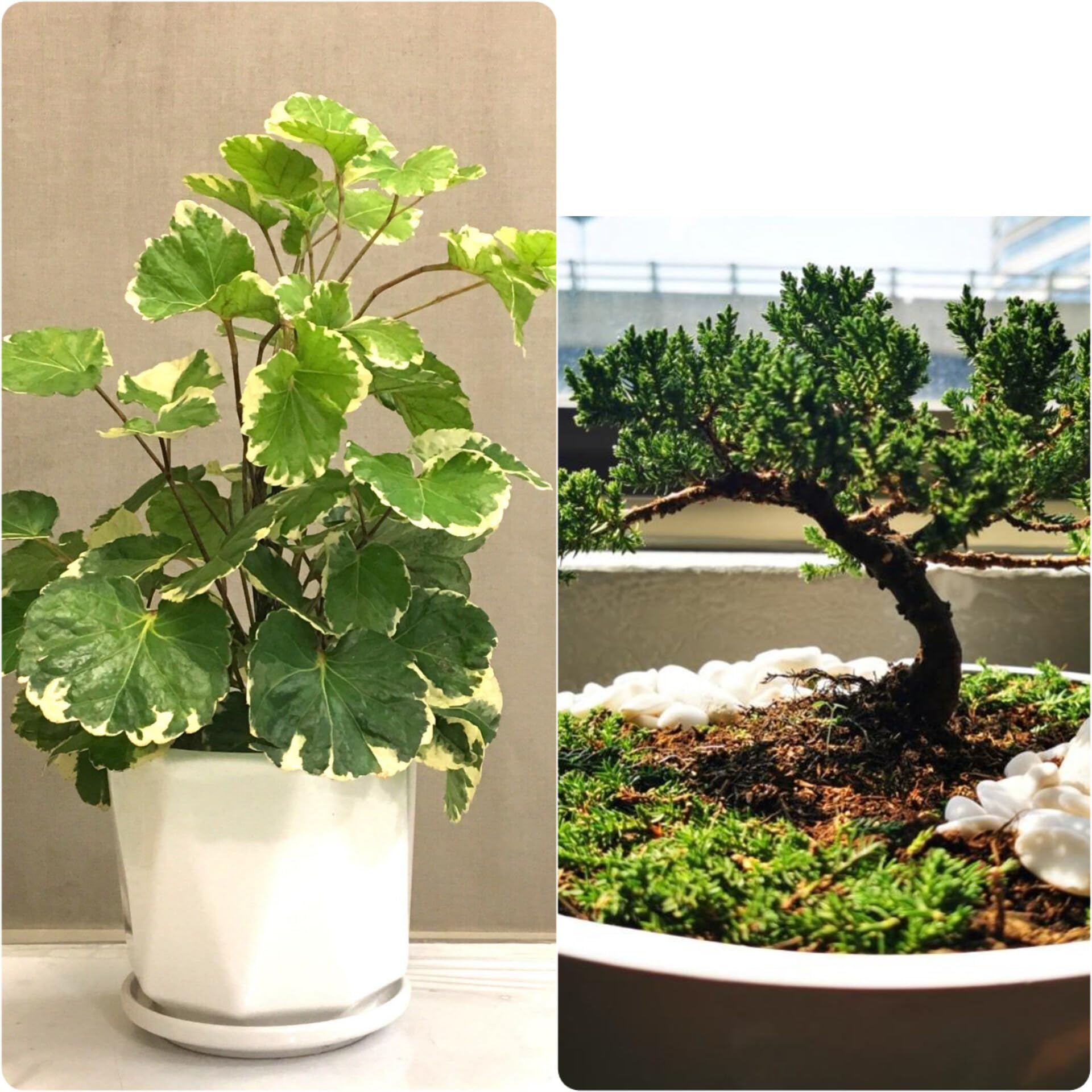 Oxygen tree for home,Kamini plant,Aralia plant (Pack of 2)-image-44