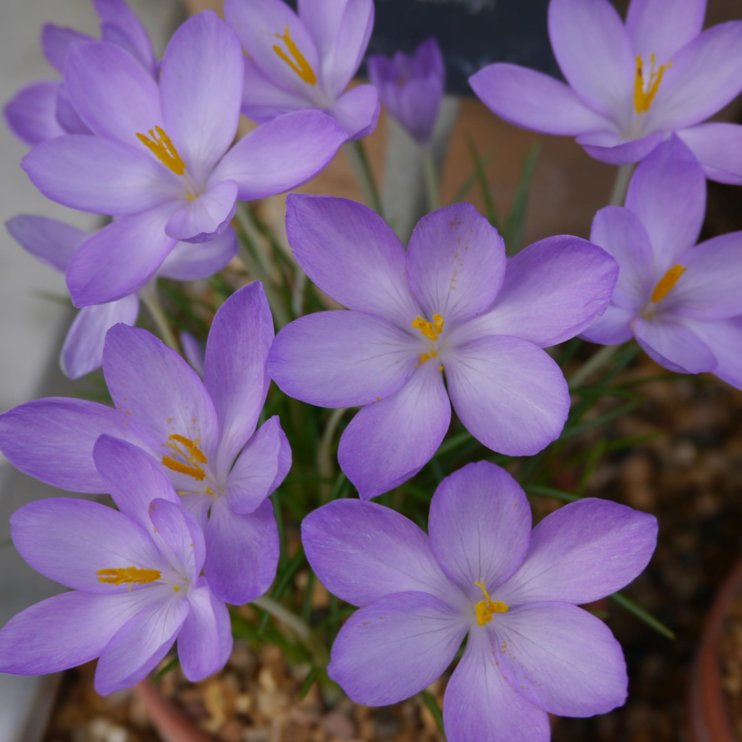 Lincolnshire Pond Plants Ltd - Allium Eros Plant Bulb x5 — view 6