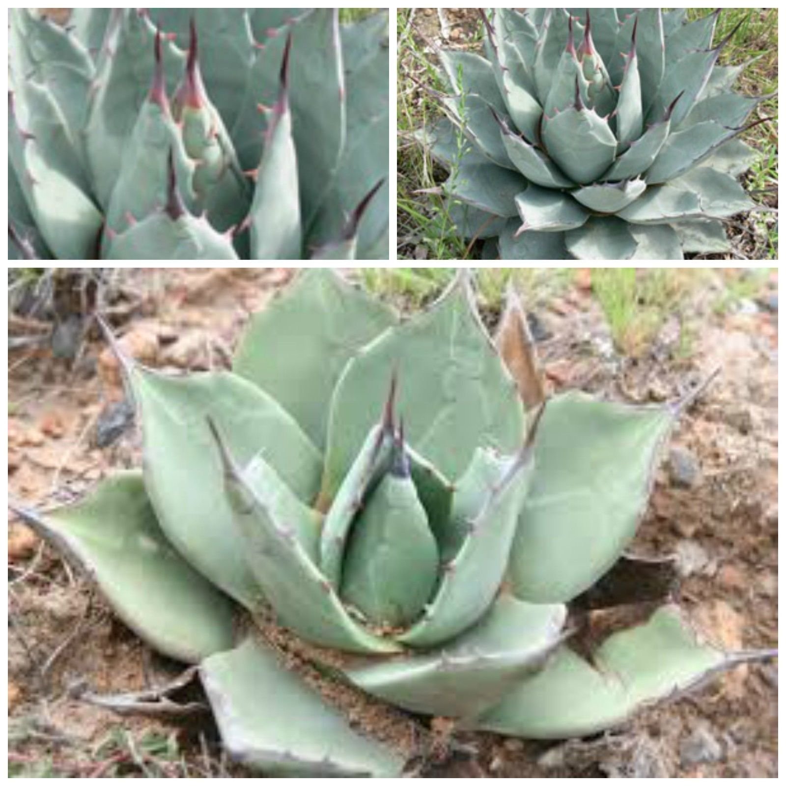 Amazon｜【種子】Agave Applanata◇アガベ・アプラナータ◎孫悟空