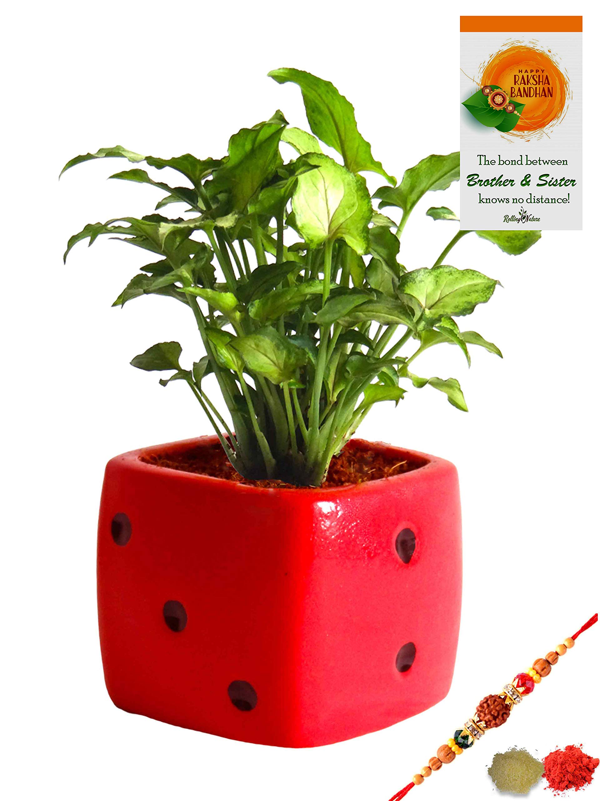 Rolling Nature Rakhi Combo of Good Luck Air Purifying Green Syngonium Plant in Red Dice Ceramic Pot (B07GL6S4G5) Amazon Price History, Amazon Price Tracker