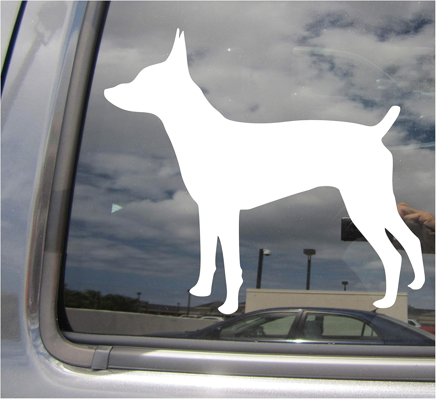 - American Rat Terrier Dog - Ratting Decker Giant RT Rattie Pure Breed Purebred - Cars Trucks Moped Helmet Hard Hat Auto Automotive Craft Laptop Vinyl Decal Store Window Wall Sticker 01713