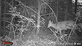 Review Image by dex dex