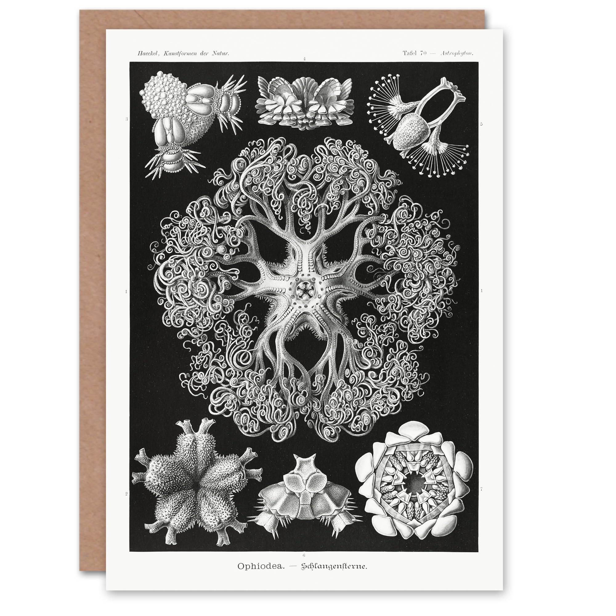 Artery8 Ernst Haeckel Art Card Ophiodea Brittle Stars Illustration