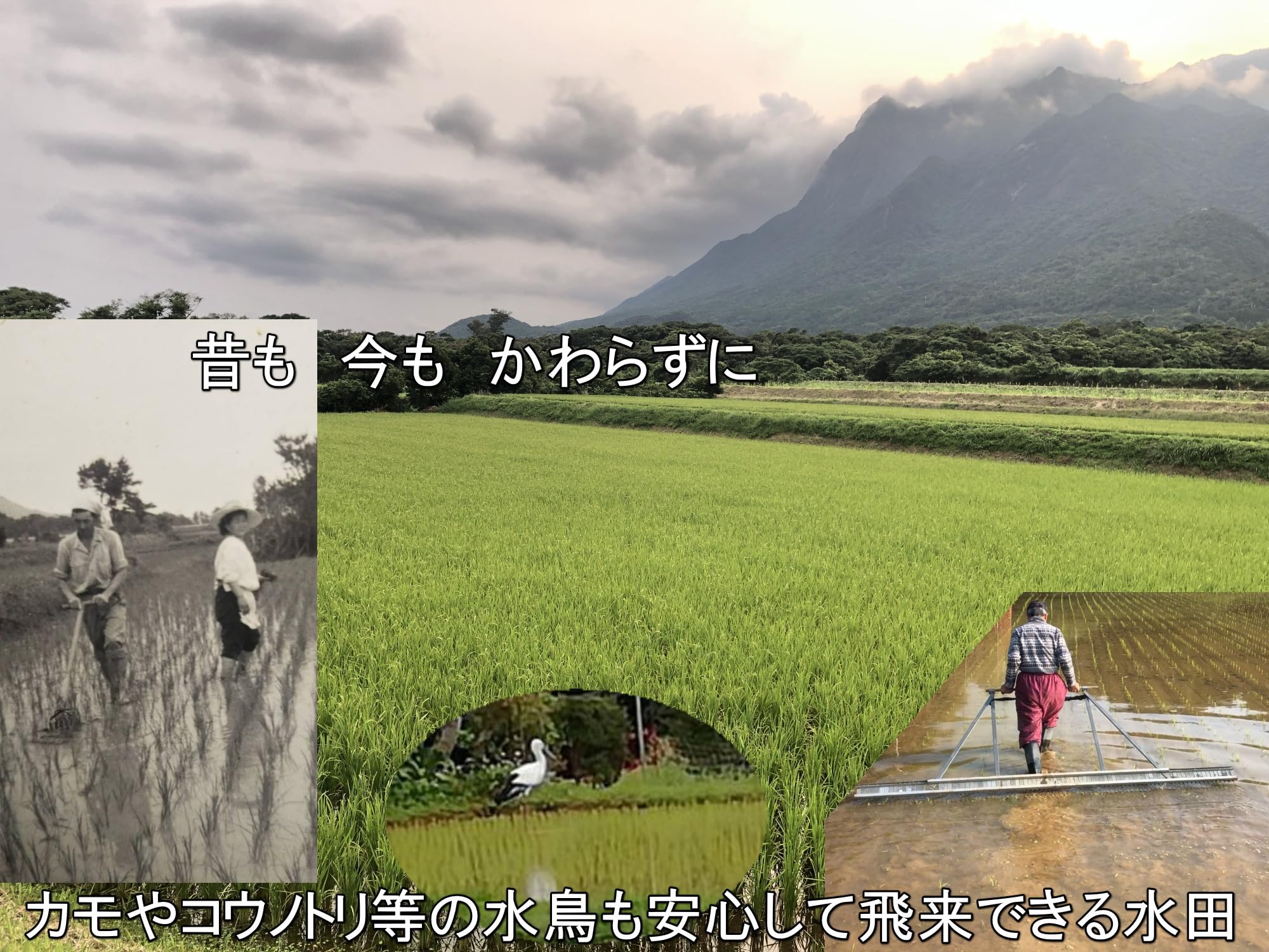 Amazon.co.jp: 屋久島産シリカ粒 約一ヶ月分 無農薬・無化学肥料栽培の