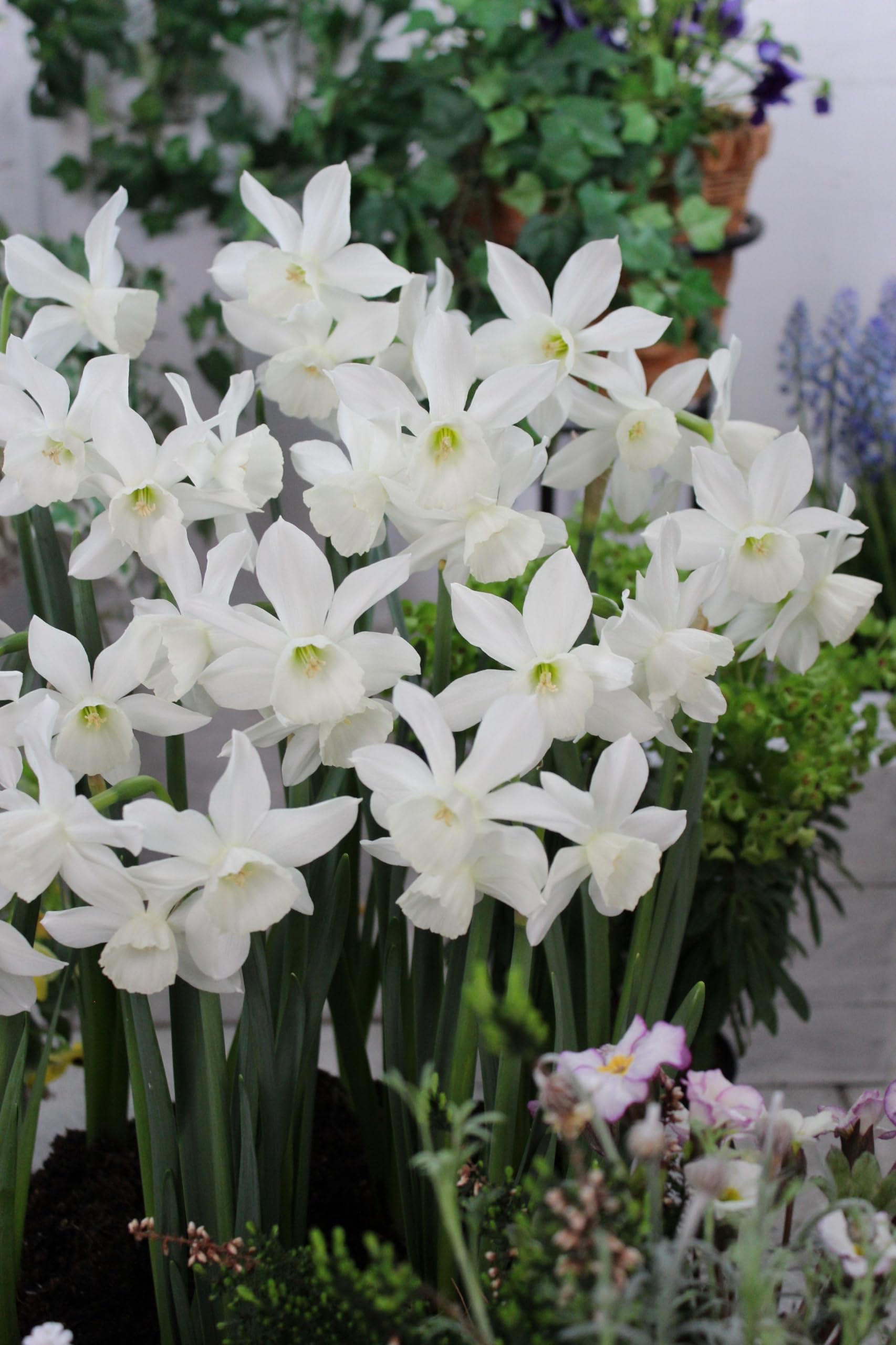 Amazon | ×はなみどり スイセン タリア 2芽12cm 球根 10球