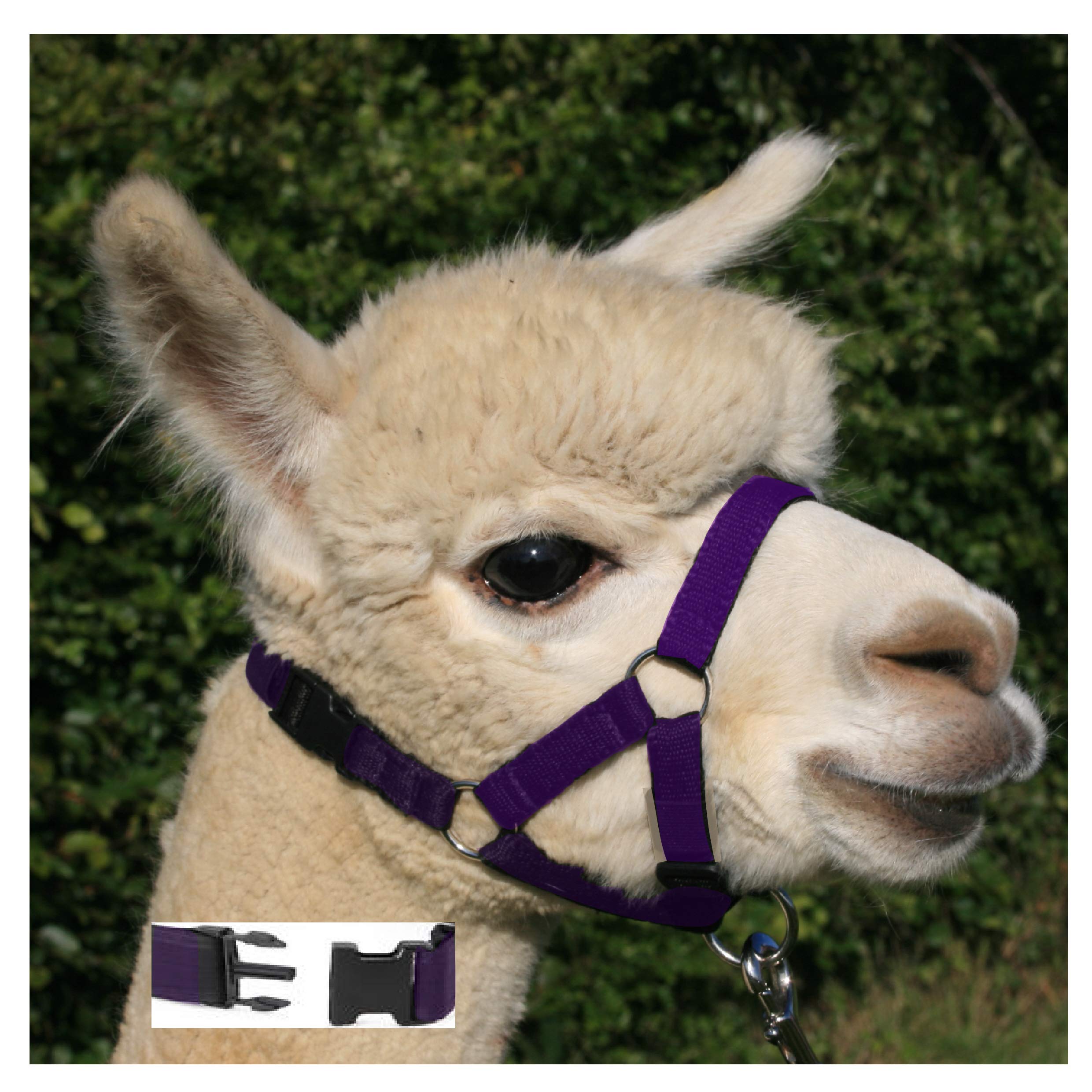 Alpaca Headcollar Halter with Classic Buckle - Purple - LARGE